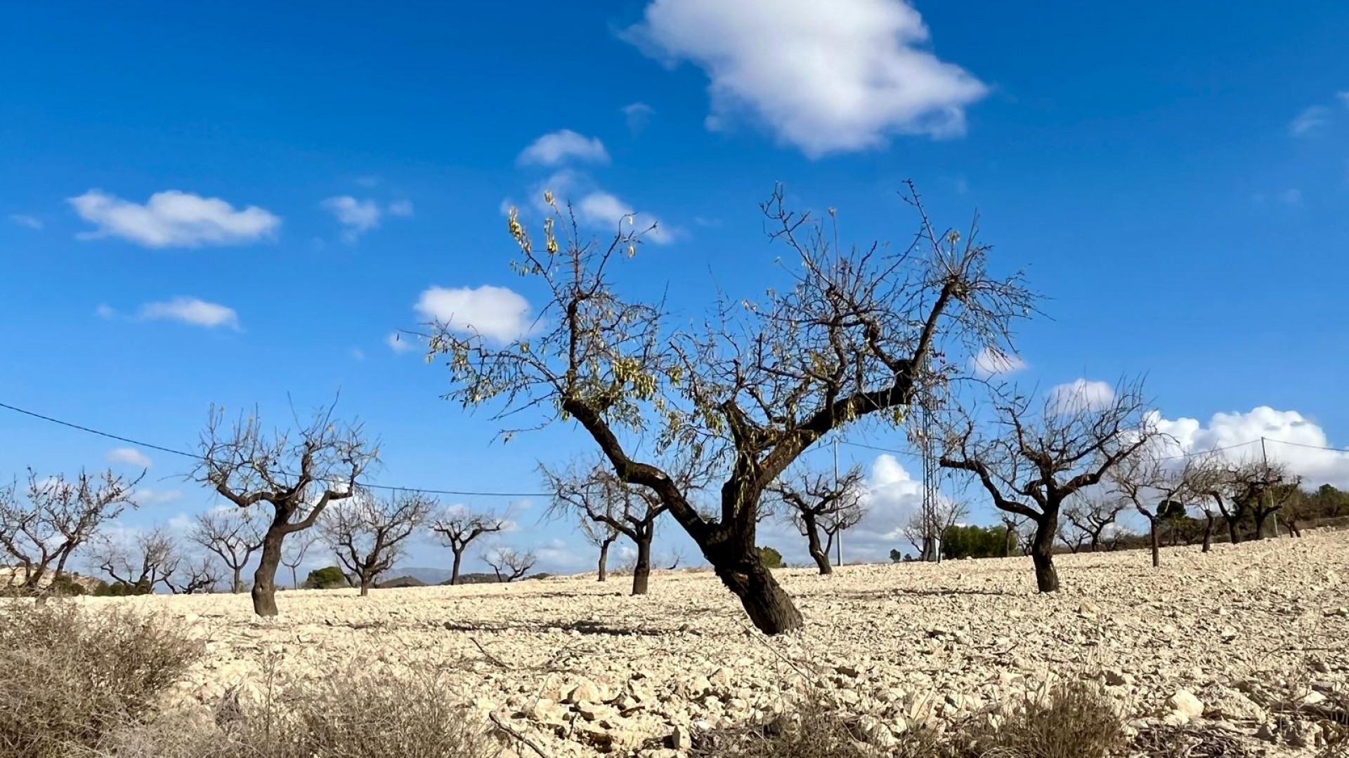 Revente - Parcelle Terrain -
Bullas - Costa Calida