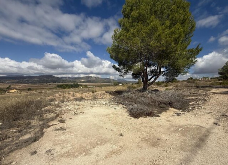 Revente - Parcelle Terrain -
Monóvar