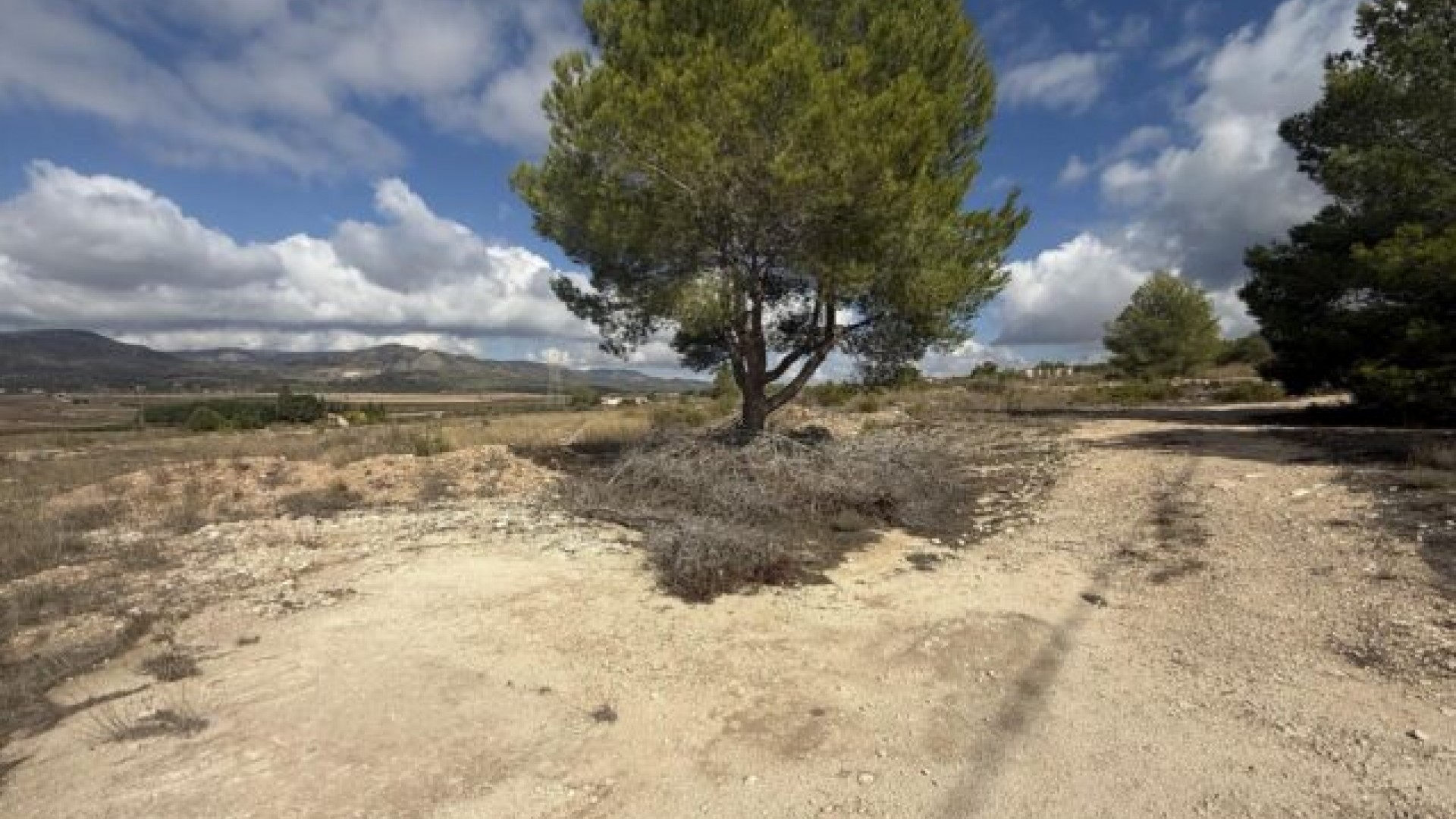 Revente - Parcelle Terrain -
Monóvar