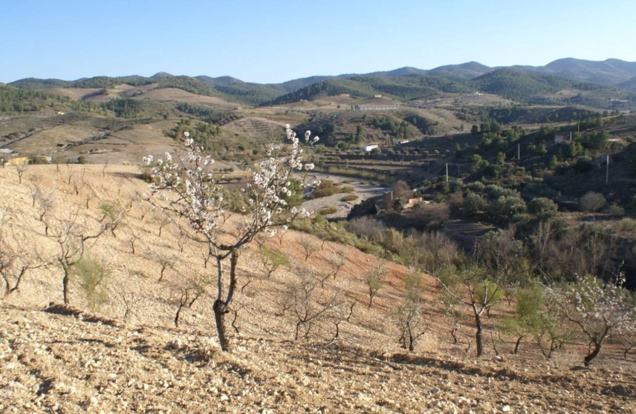 Revente - Parcelle Terrain -
Murcia