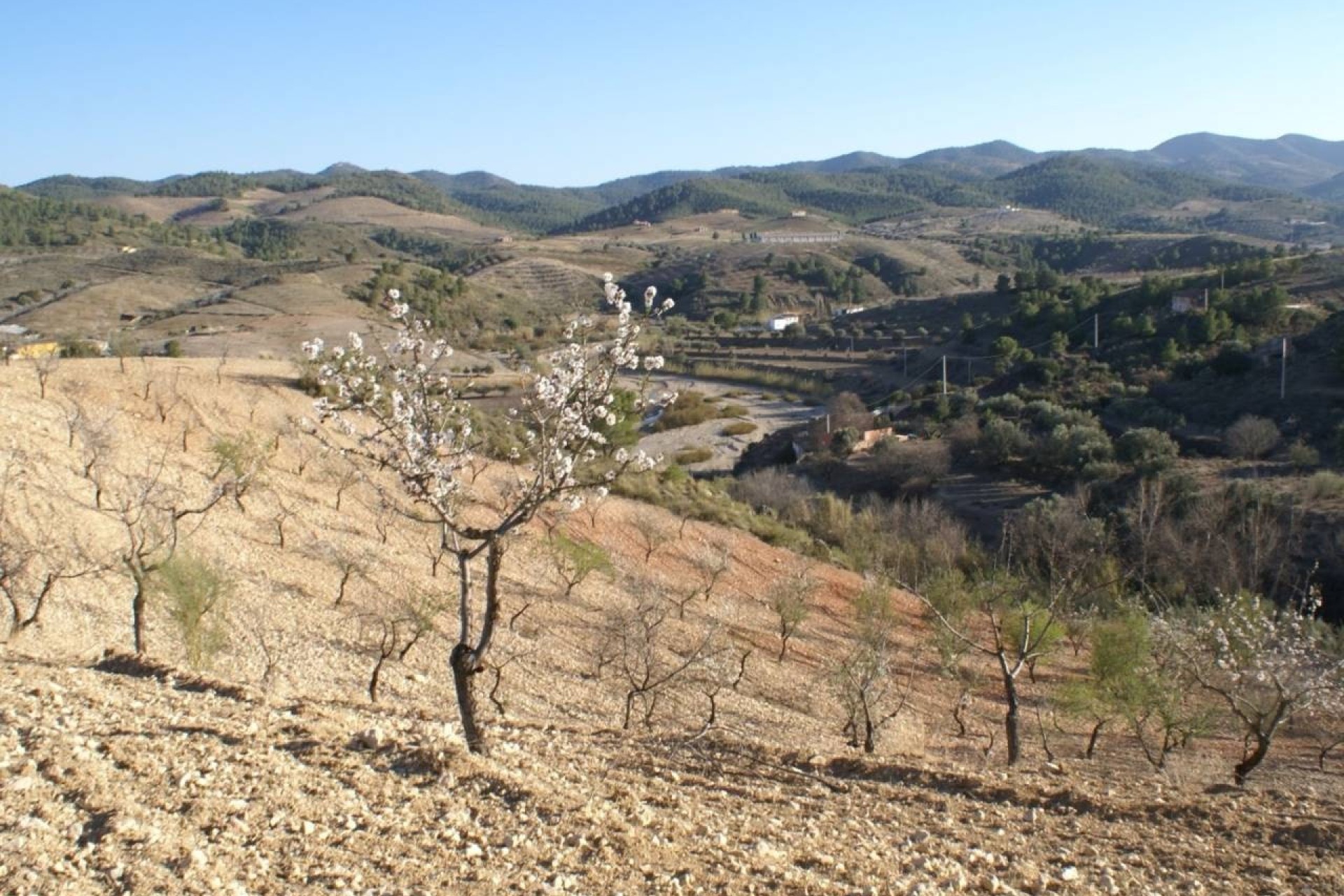 Revente - Parcelle Terrain -
Murcia