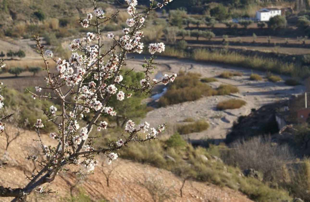 Revente - Parcelle Terrain -
Murcia