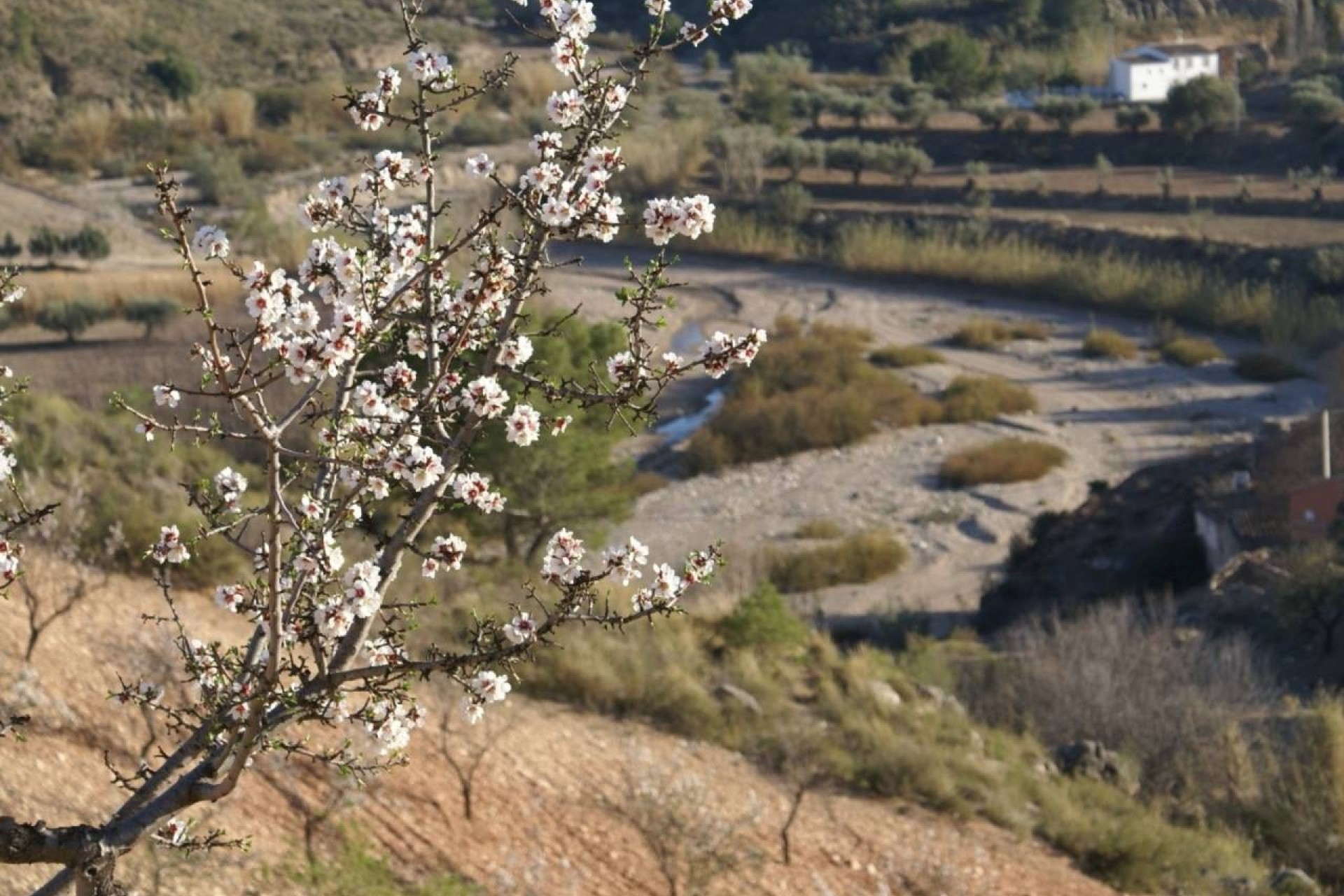 Revente - Parcelle Terrain -
Murcia