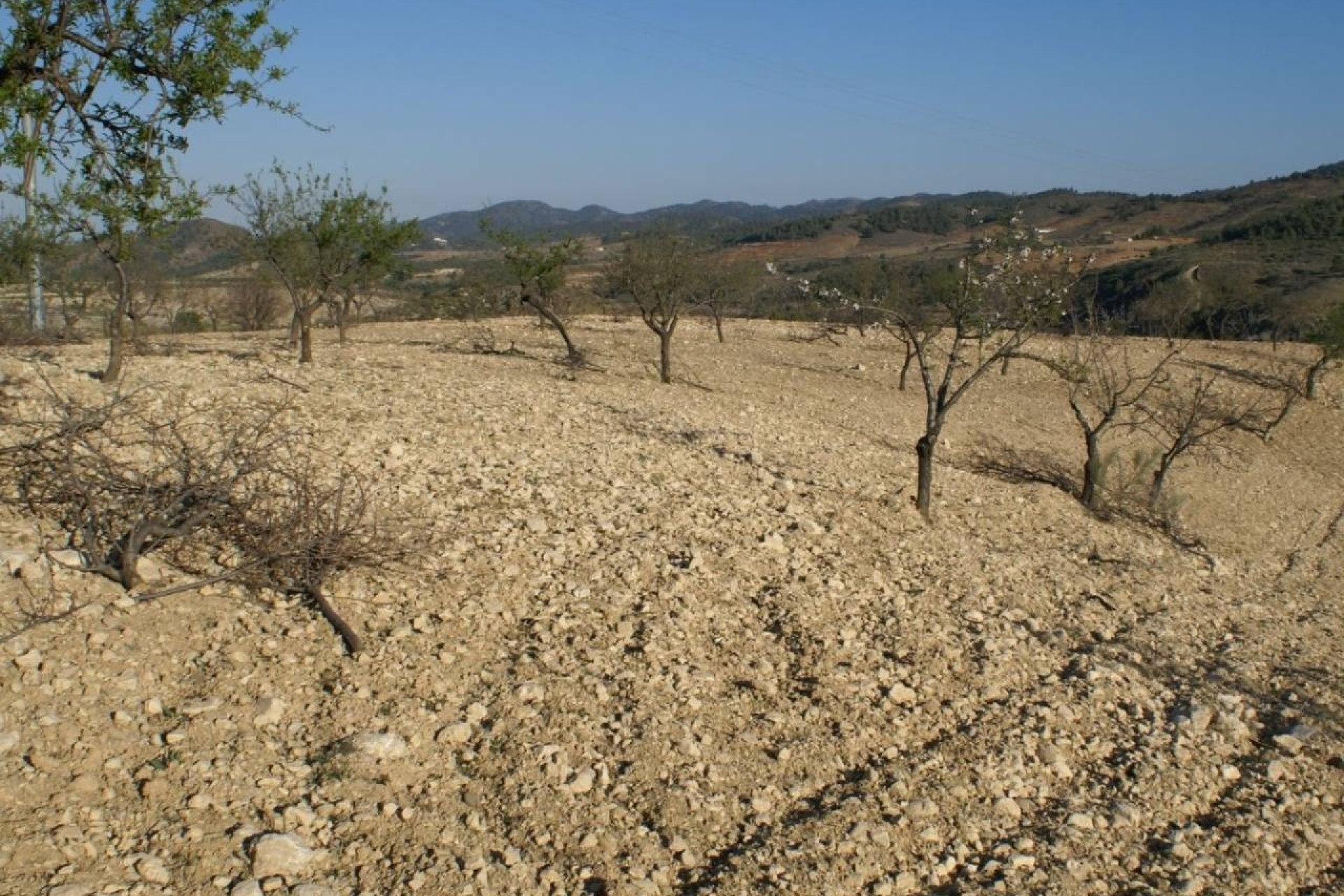 Revente - Parcelle Terrain -
Murcia