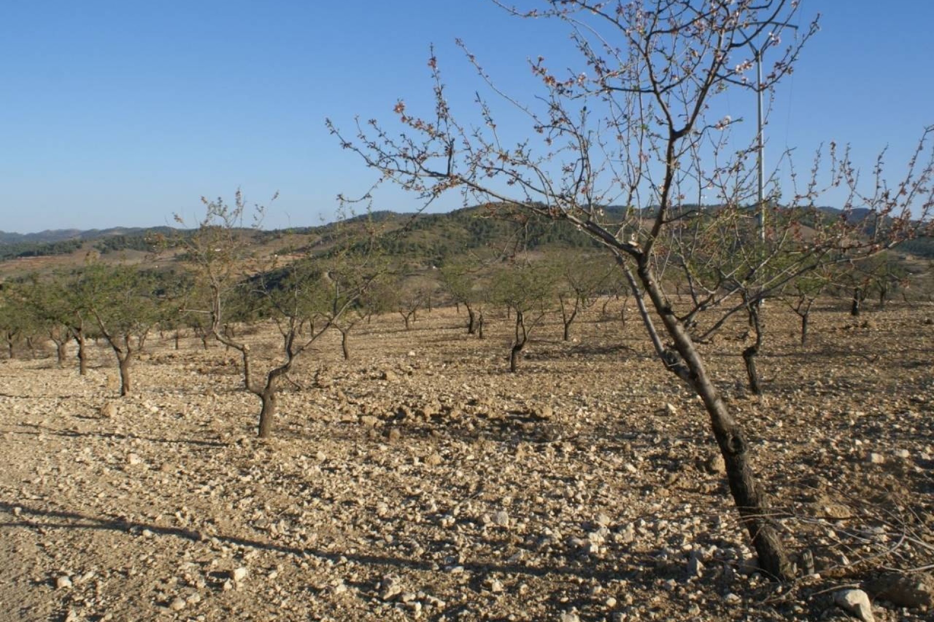 Revente - Parcelle Terrain -
Murcia