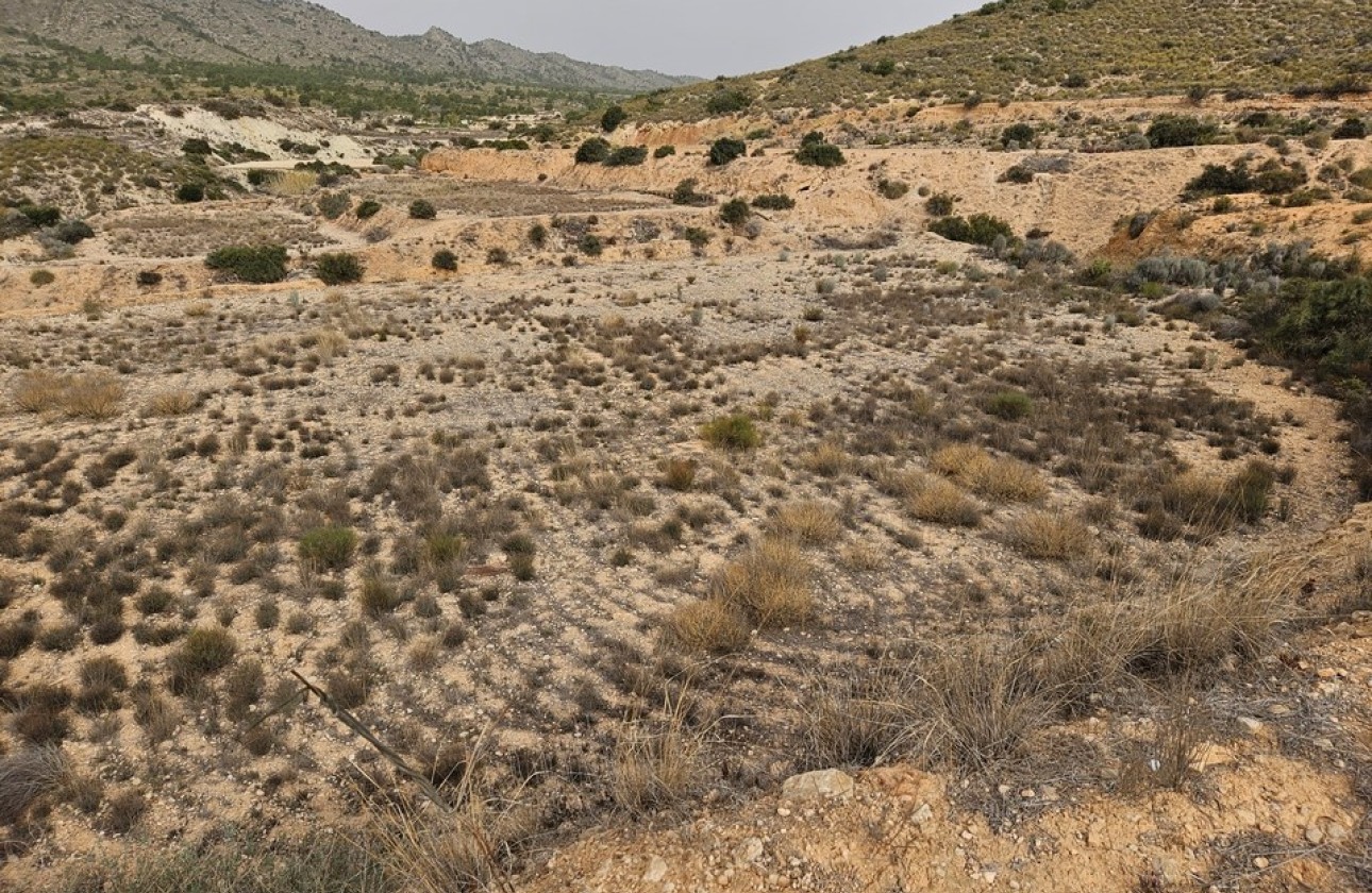 Revente - Parcelle Terrain -
Novelda