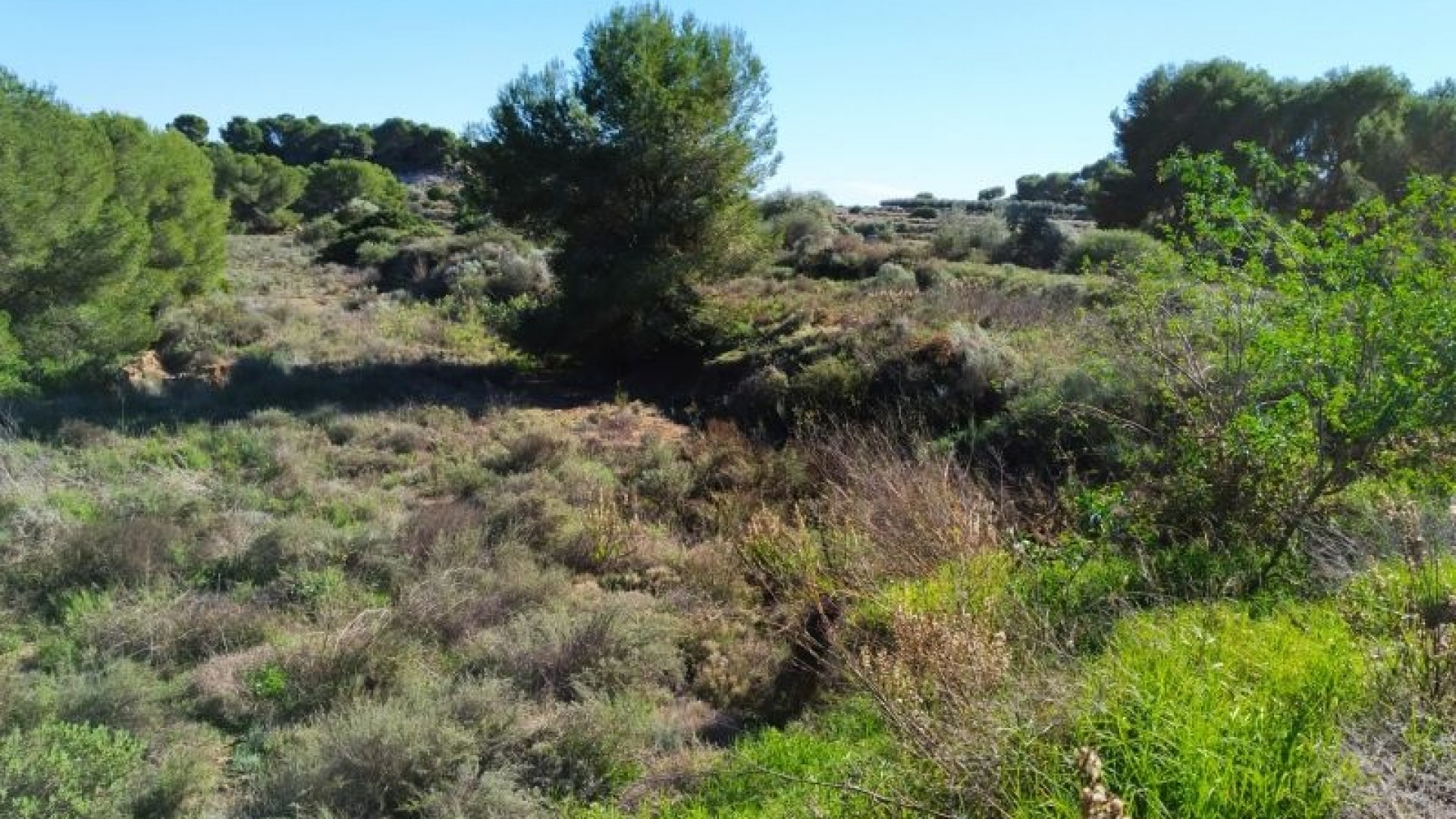 Revente - Parcelle Terrain -
Pinar de Campoverde