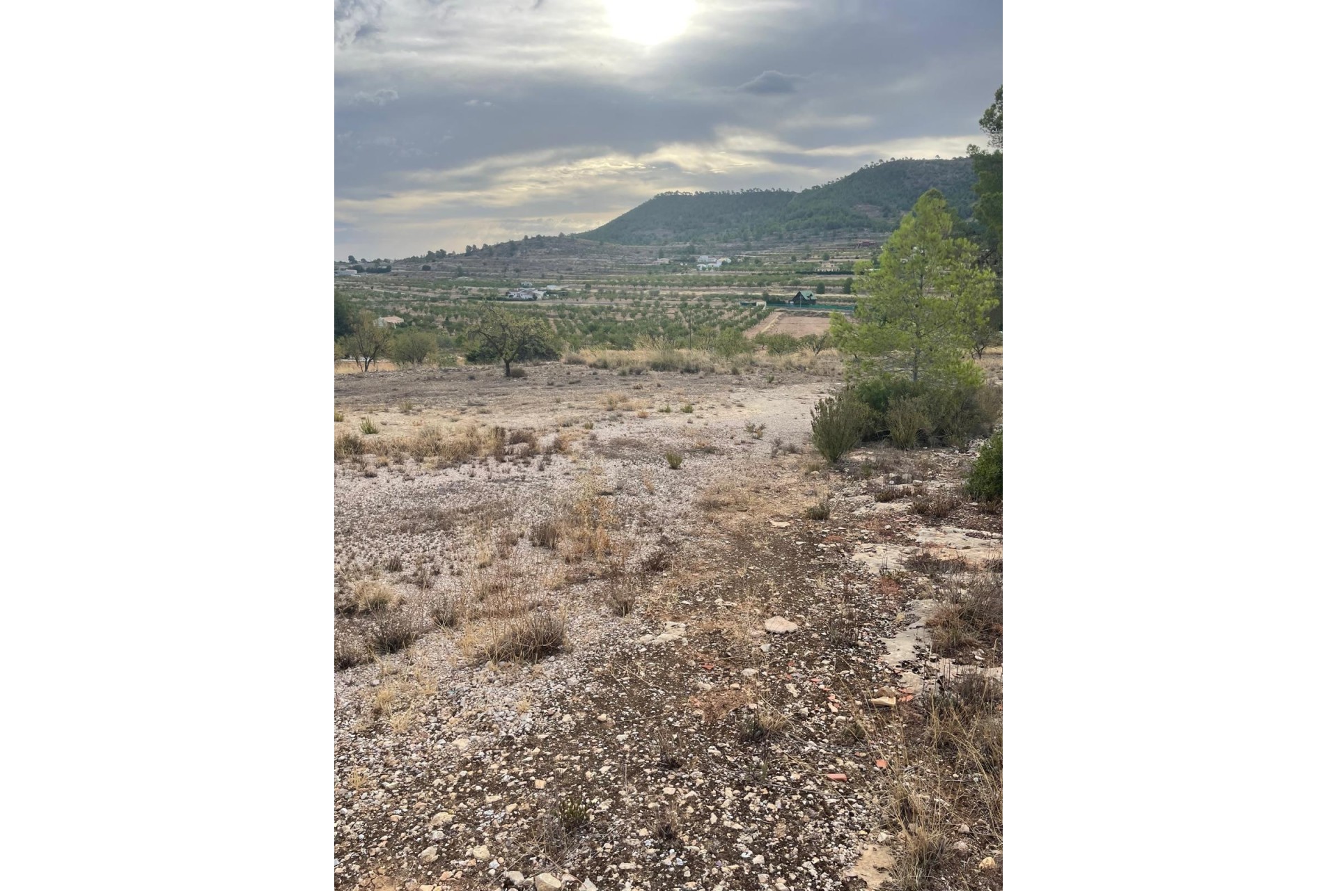 Revente - Parcelle / Terrain -
Pinoso