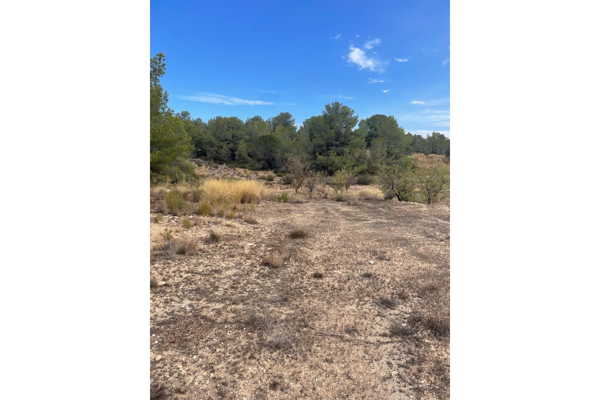 Revente - Parcelle / Terrain -
Pinoso