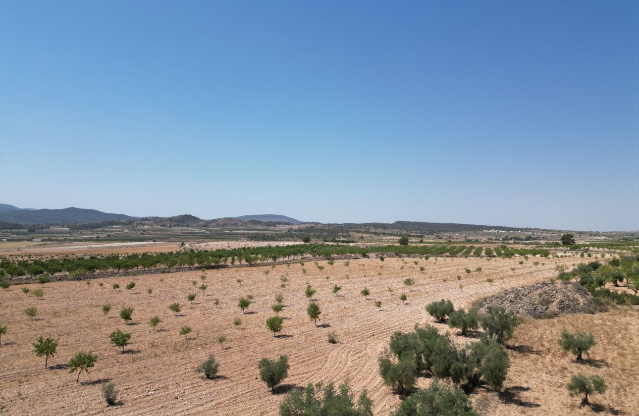 Revente - Parcelle / Terrain -
Pinoso
