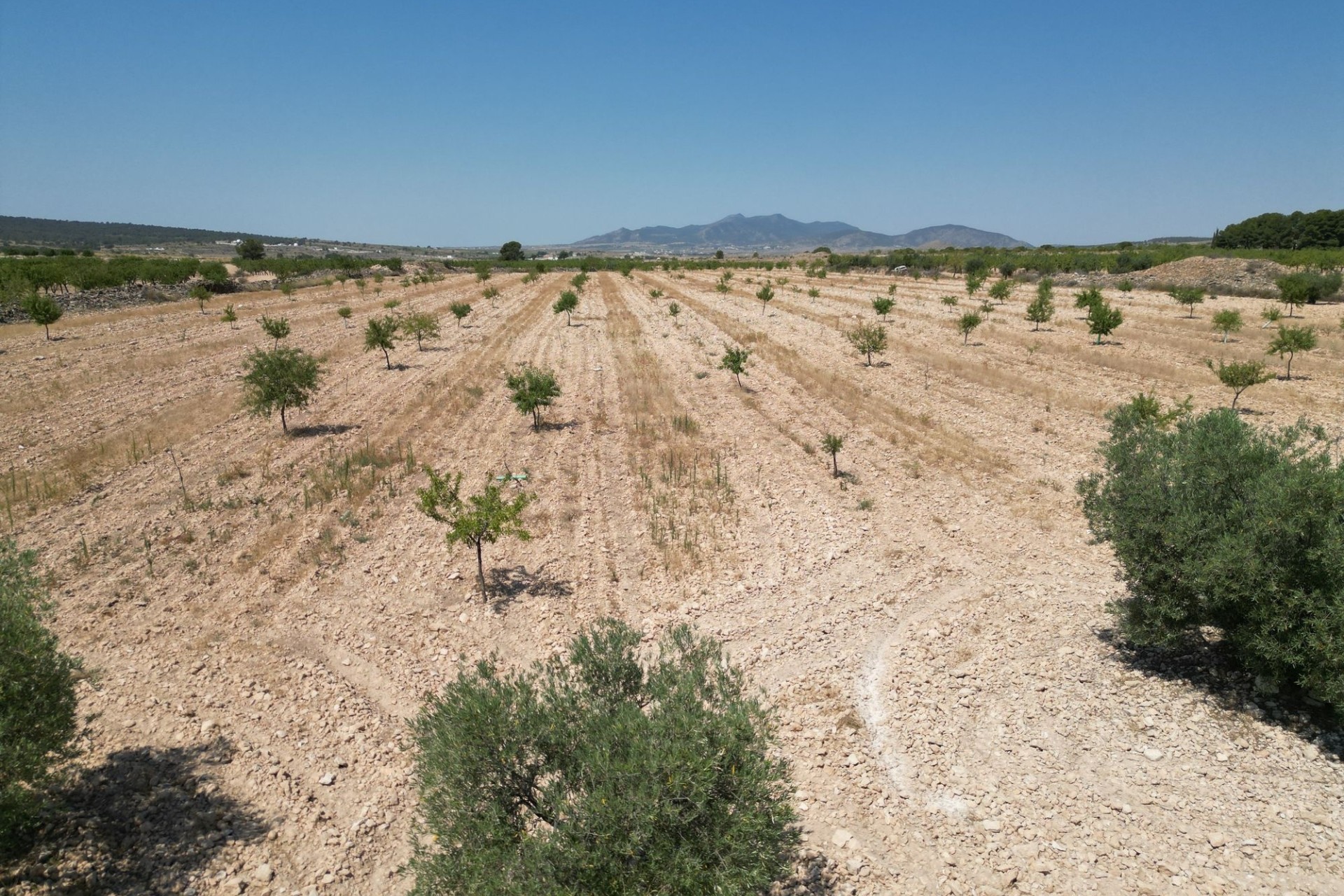 Revente - Parcelle / Terrain -
Pinoso