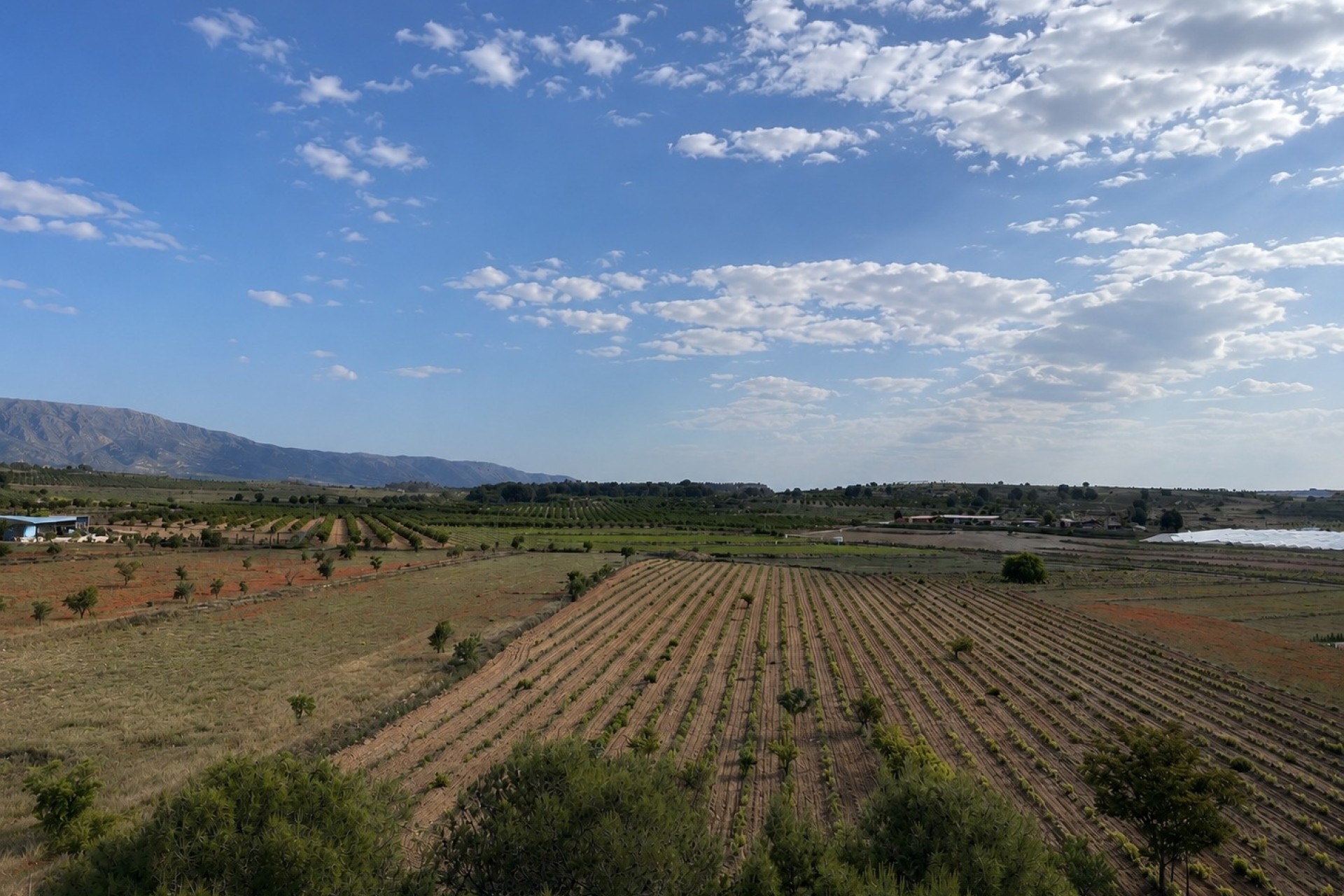 Revente - Parcelle / Terrain -
Pinoso
