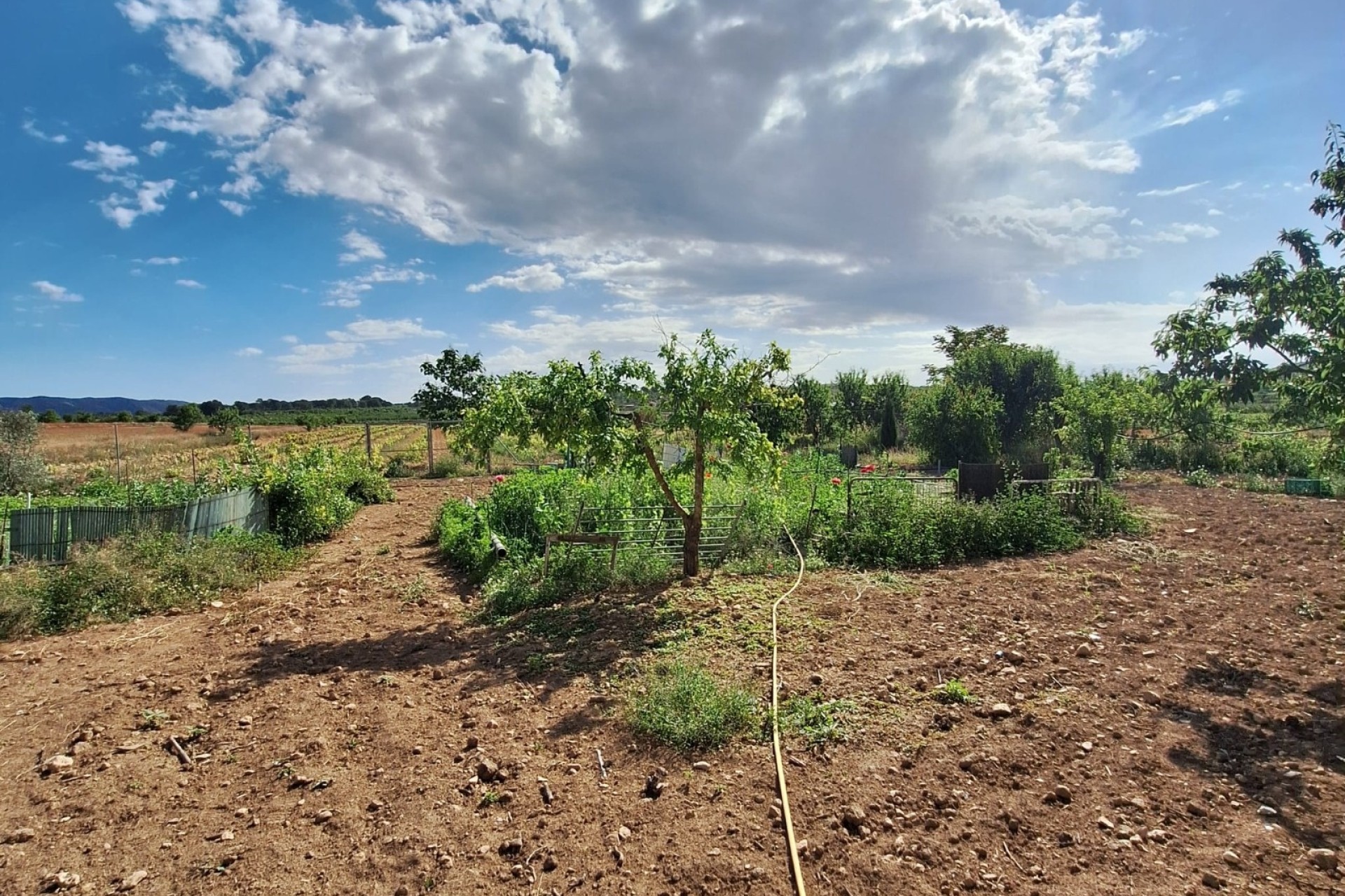 Revente - Parcelle / Terrain -
Pinoso