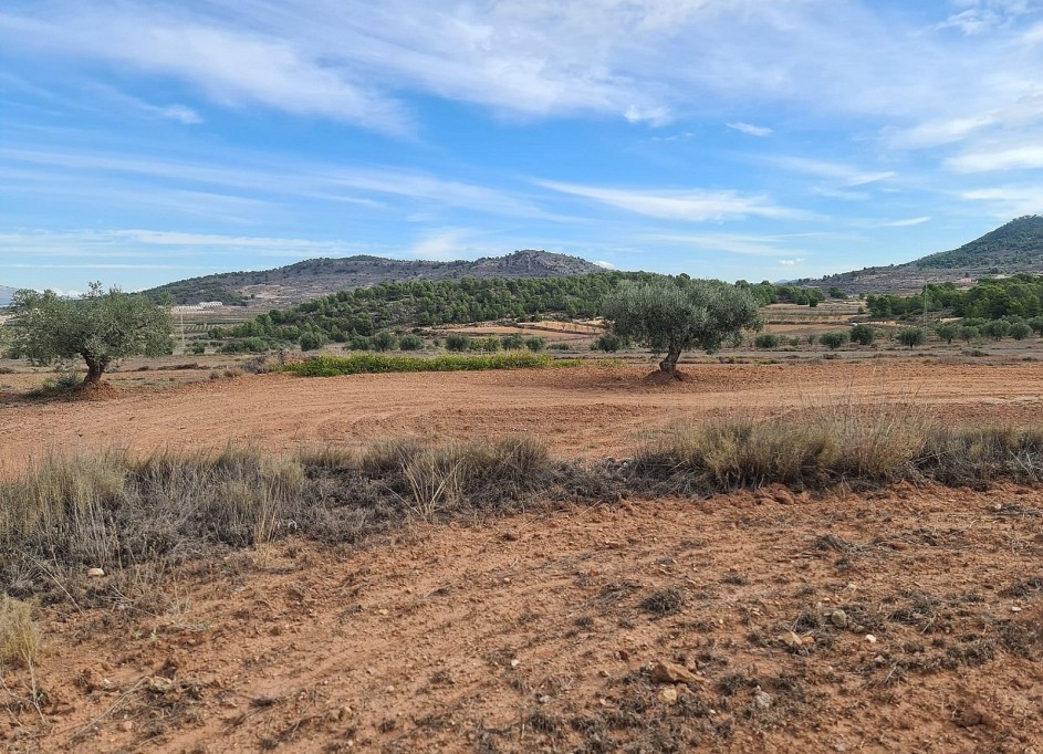 Revente - Parcelle Terrain -
Pinoso