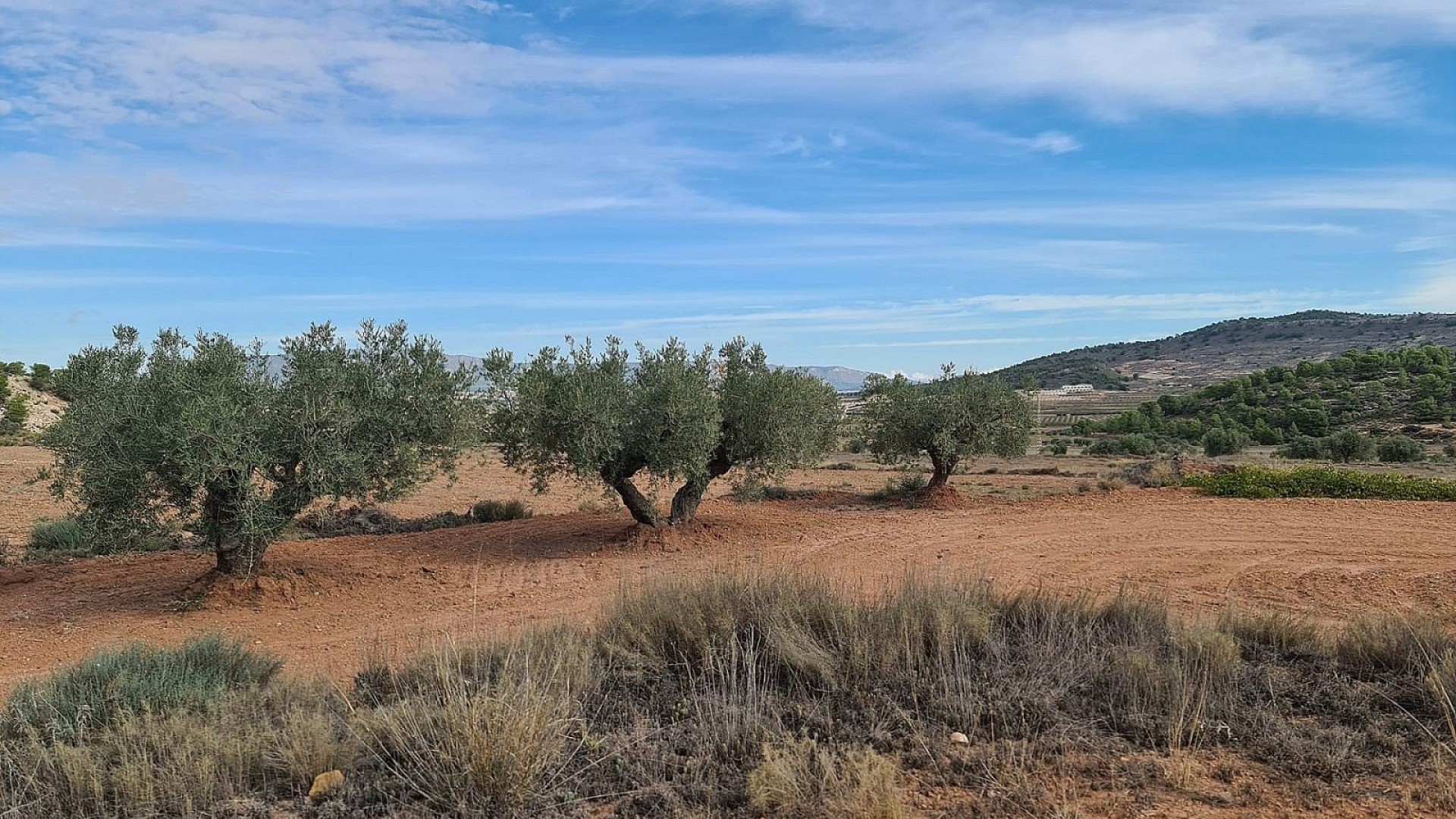 Revente - Parcelle Terrain -
Pinoso