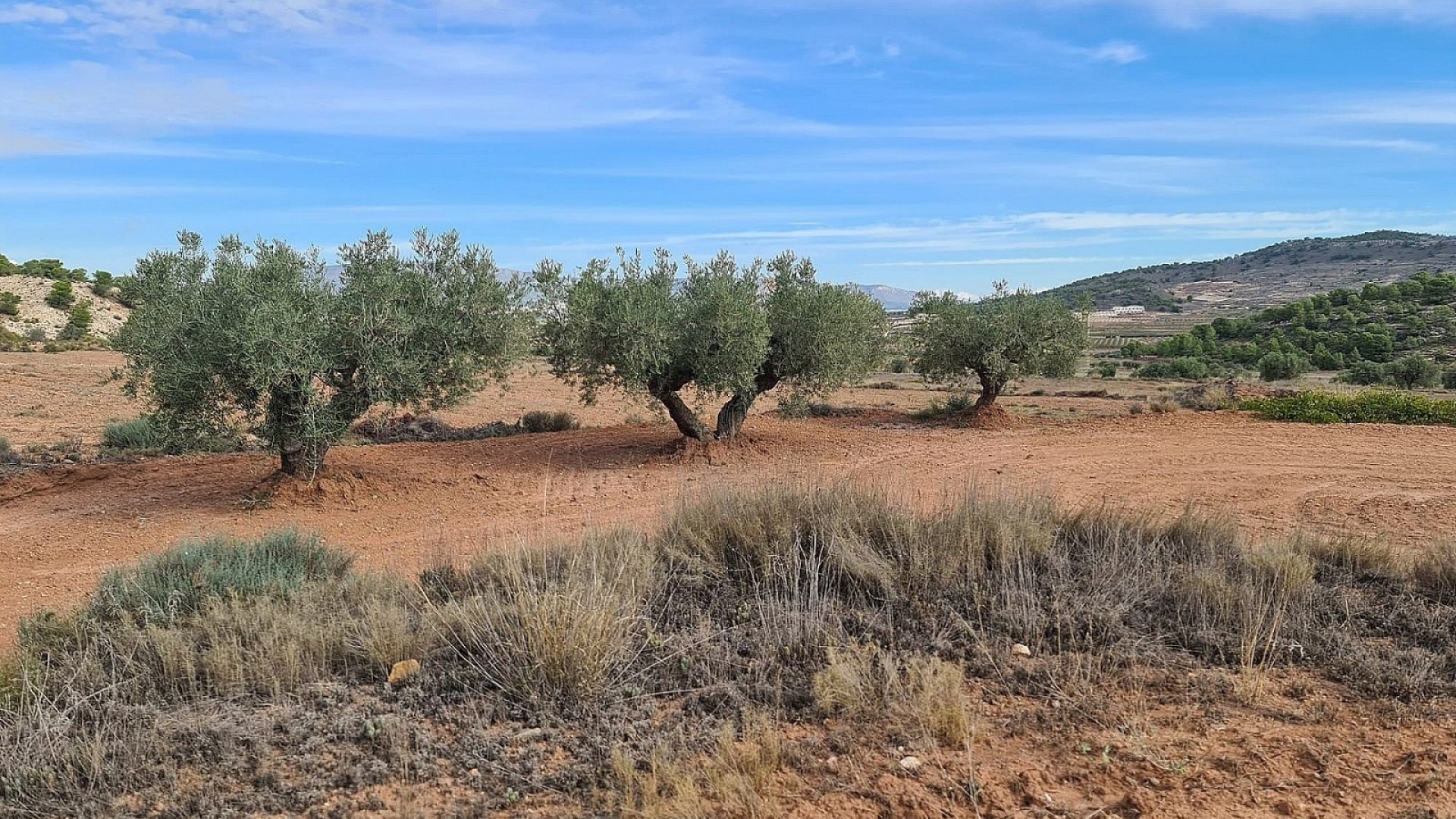 Revente - Parcelle Terrain -
Pinoso