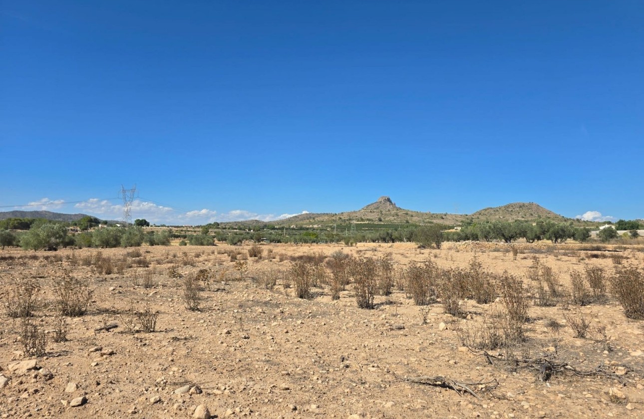 Revente - Parcelle Terrain -
Salinas