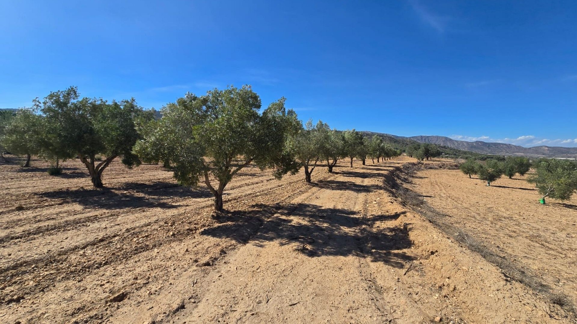 Revente - Parcelle Terrain -
Salinas