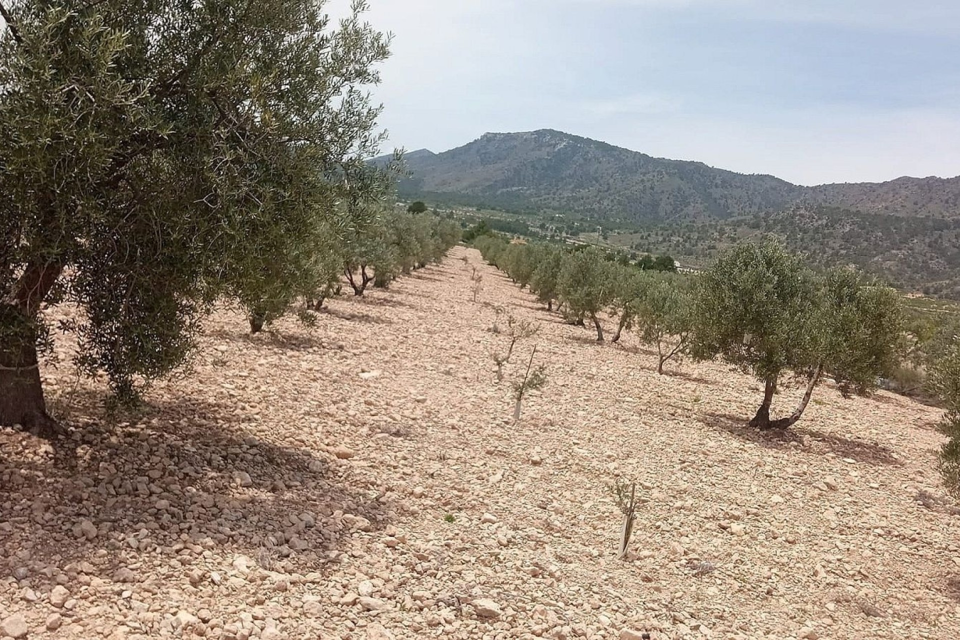 Revente - Parcelle Terrain -
Salinas