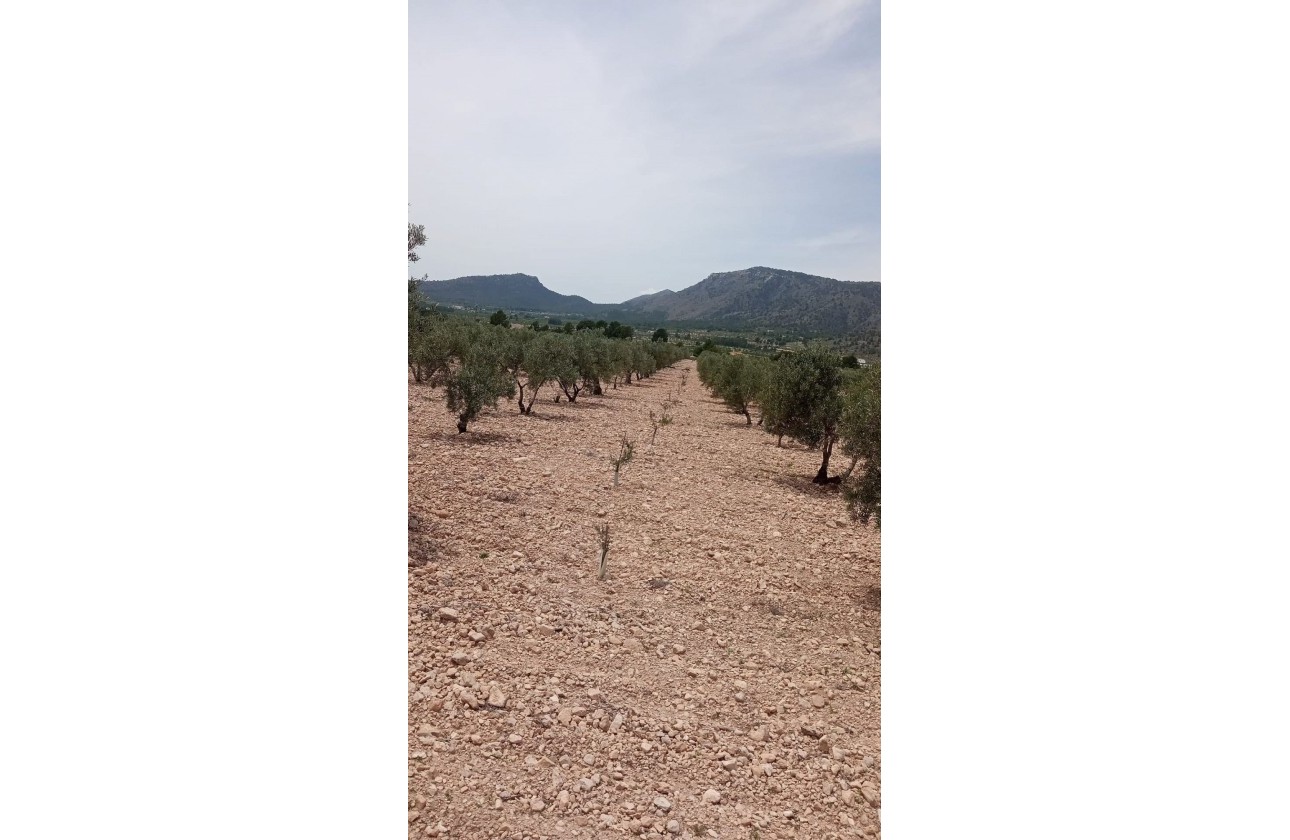 Revente - Parcelle Terrain -
Salinas