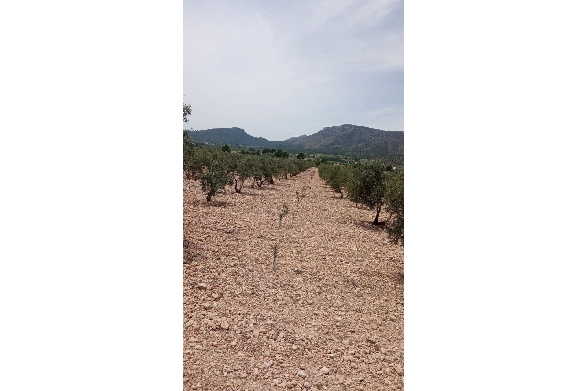 Revente - Parcelle Terrain -
Salinas