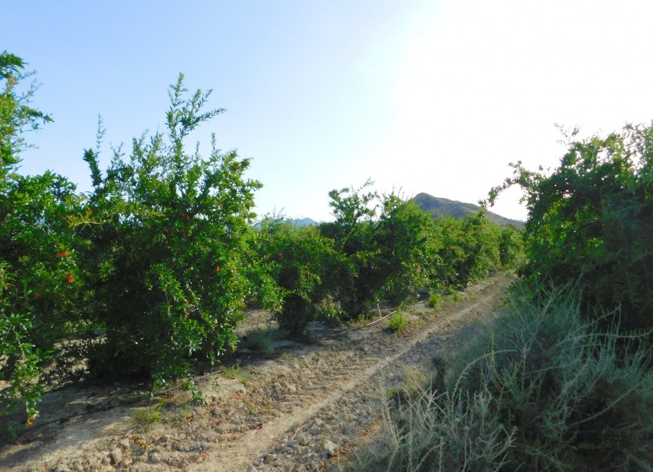 Revente - Parcelle Terrain -
Torremendo
