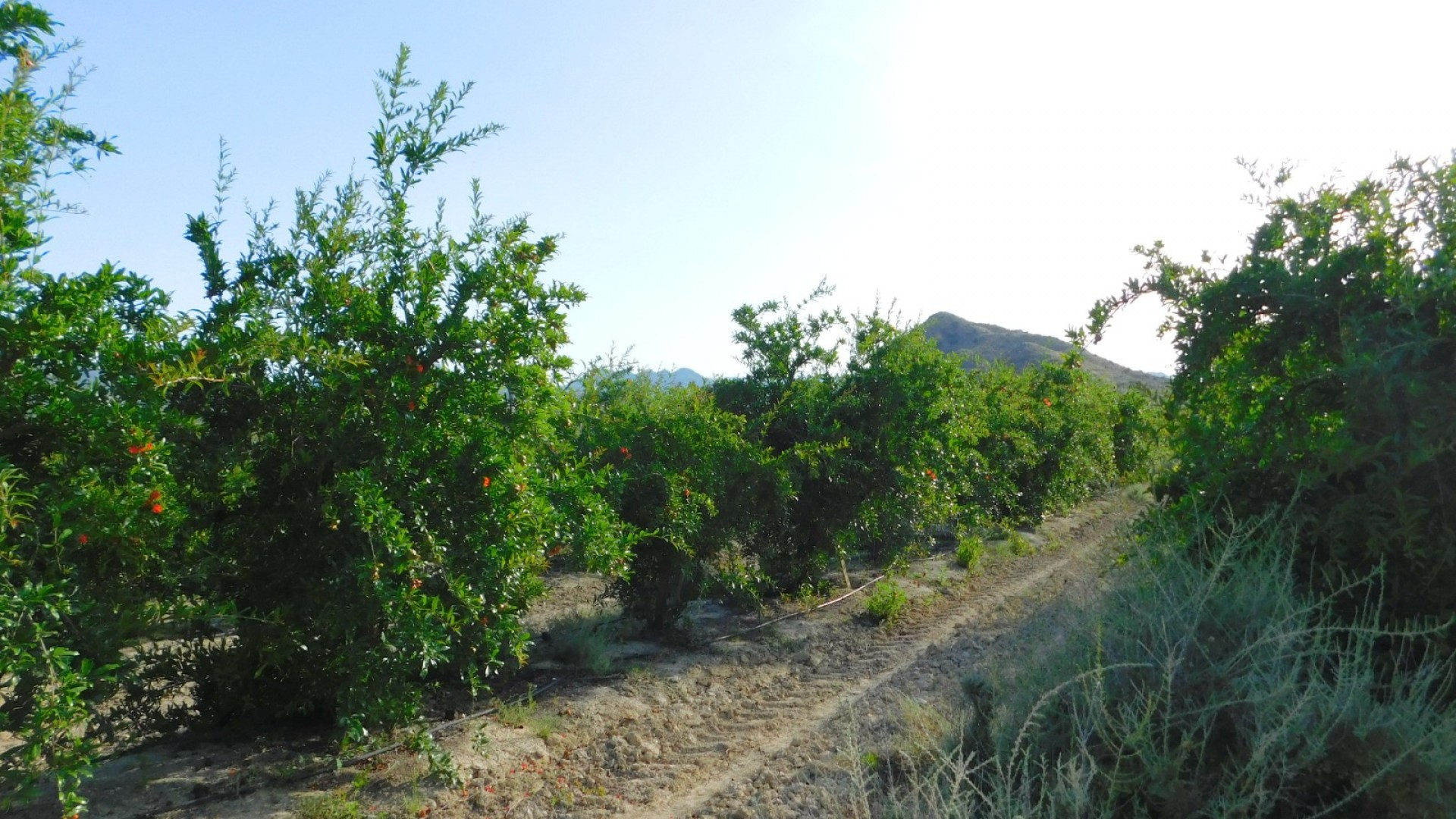 Revente - Parcelle Terrain -
Torremendo