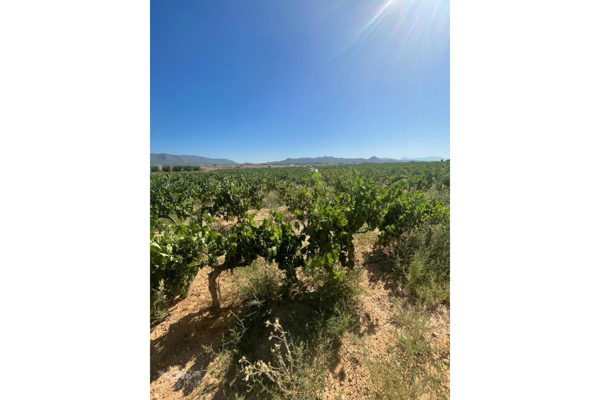 Revente - Parcelle / Terrain -
&Uacute;beda - &Uacute;beda Alicante