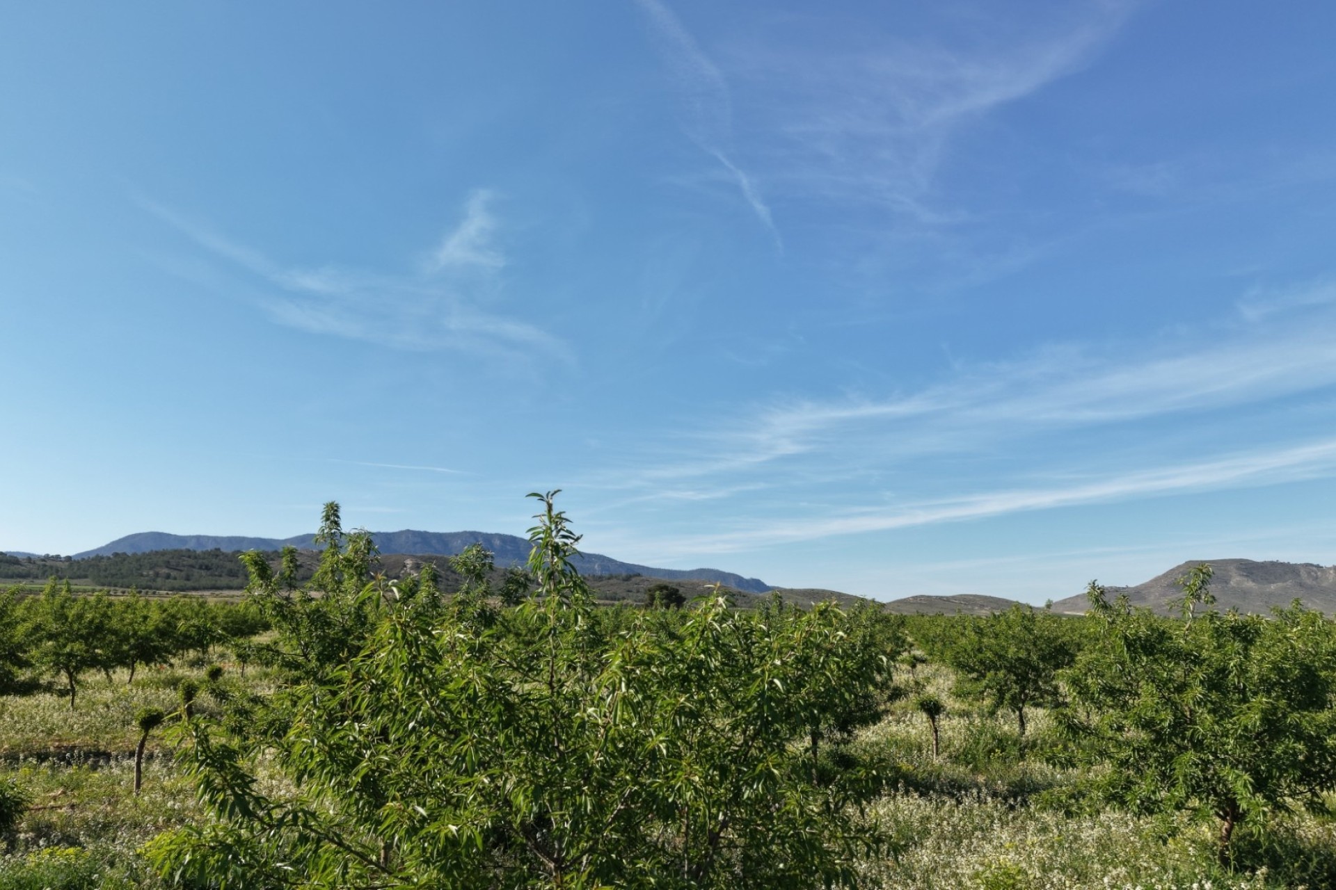 Revente - Parcelle Terrain -
Yecla - Yecla Murcia