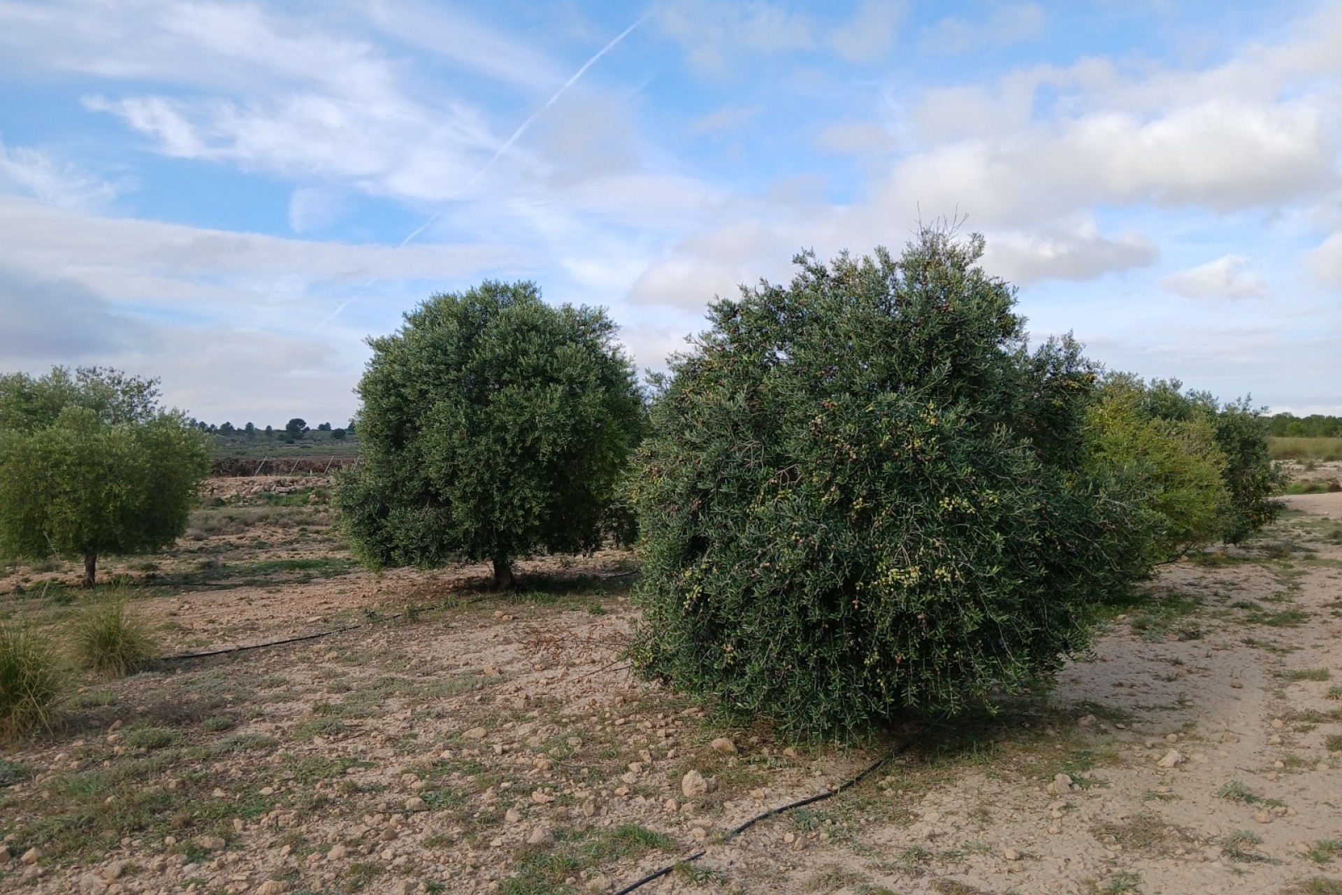 Revente - Parcelle Terrain -
Yecla