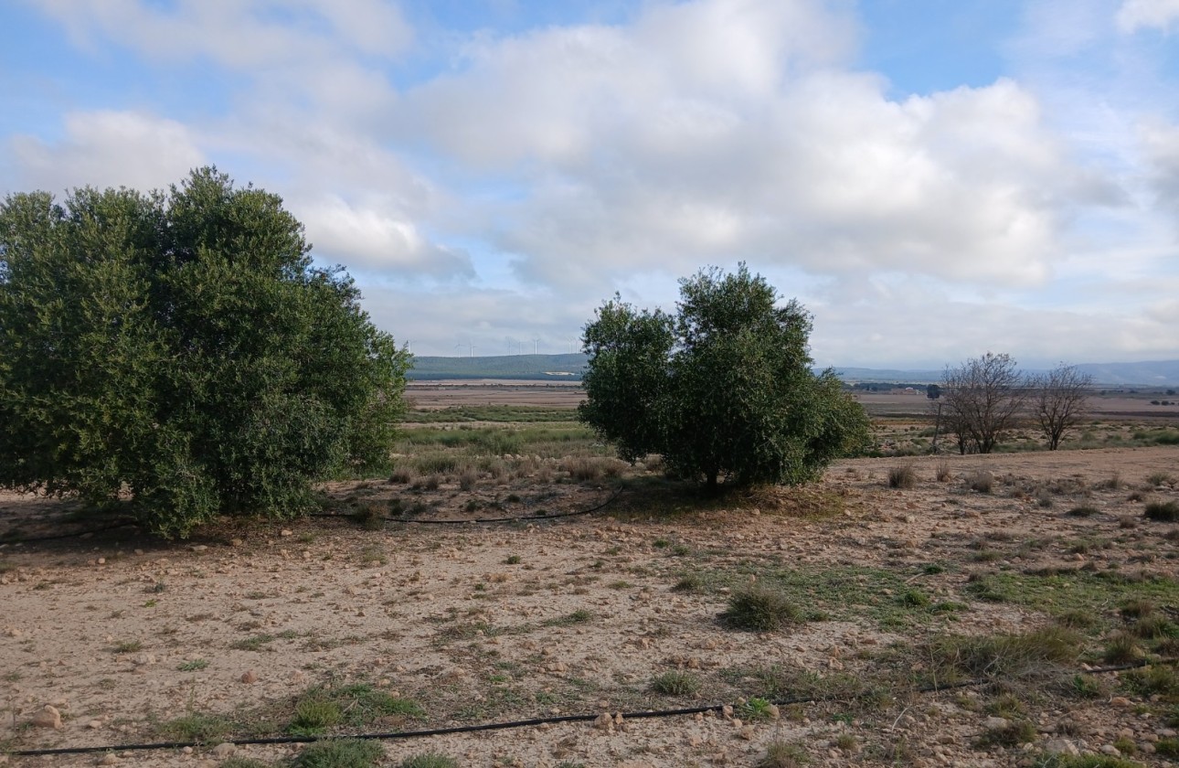 Revente - Parcelle Terrain -
Yecla