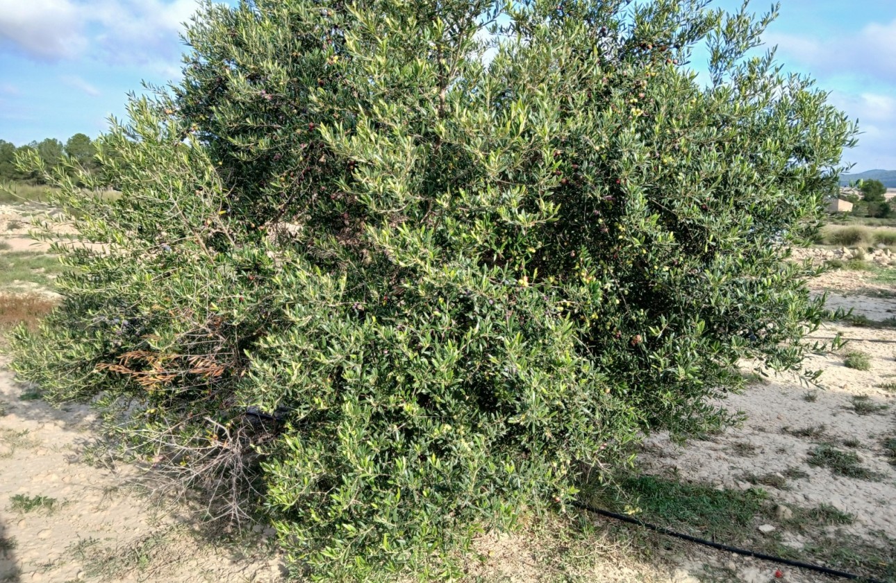 Revente - Parcelle Terrain -
Yecla