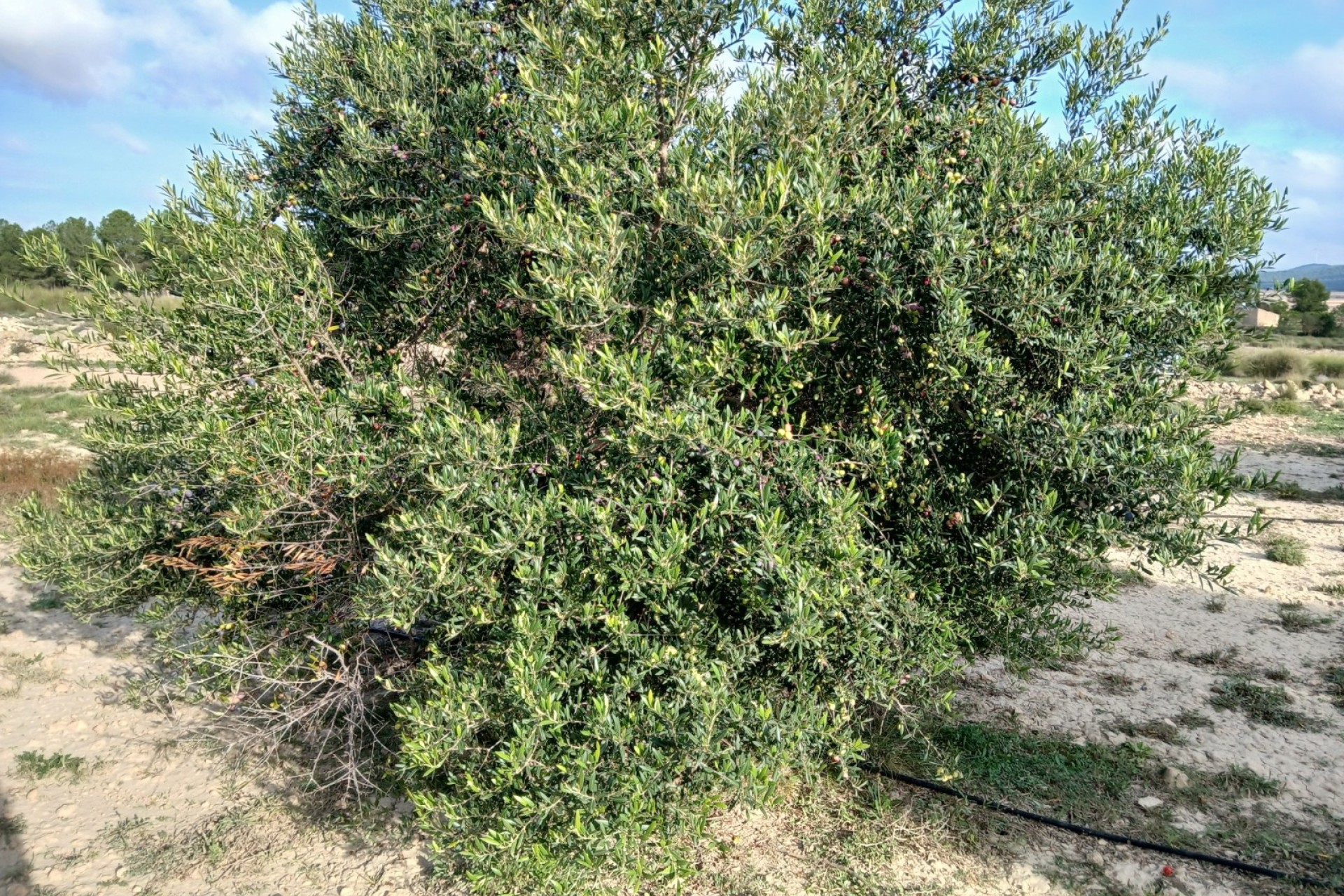 Revente - Parcelle Terrain -
Yecla