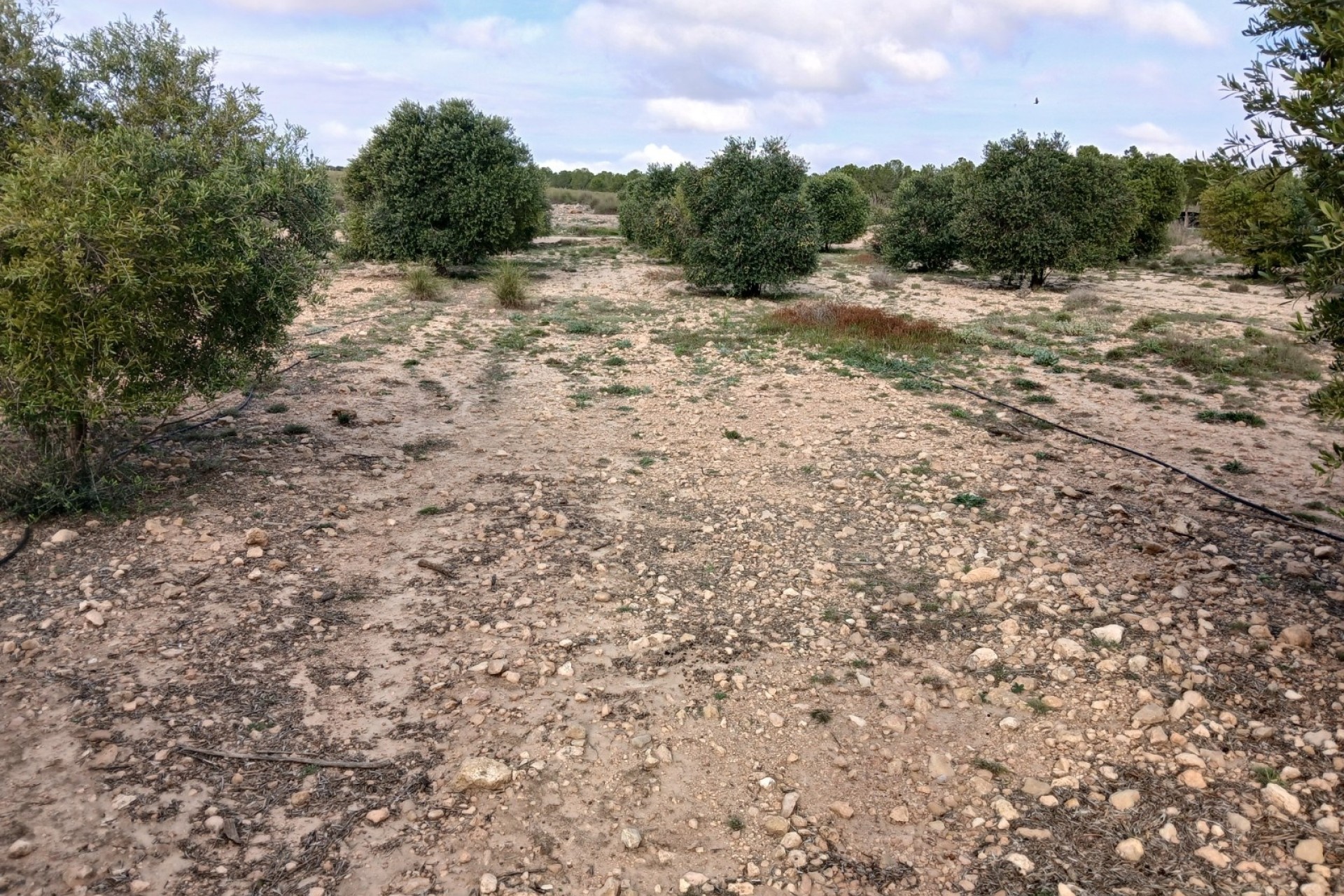 Revente - Parcelle Terrain -
Yecla