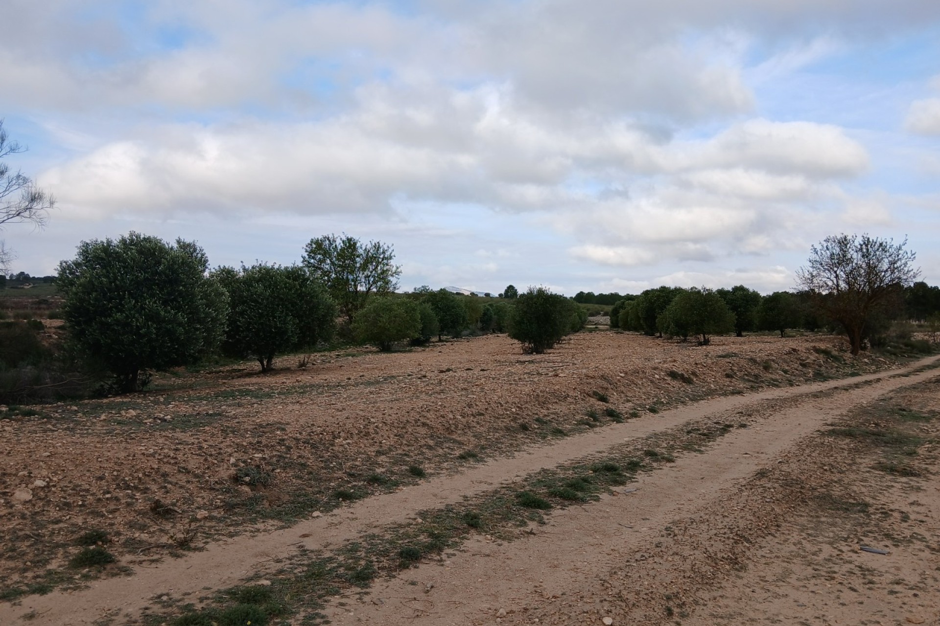 Revente - Parcelle Terrain -
Yecla