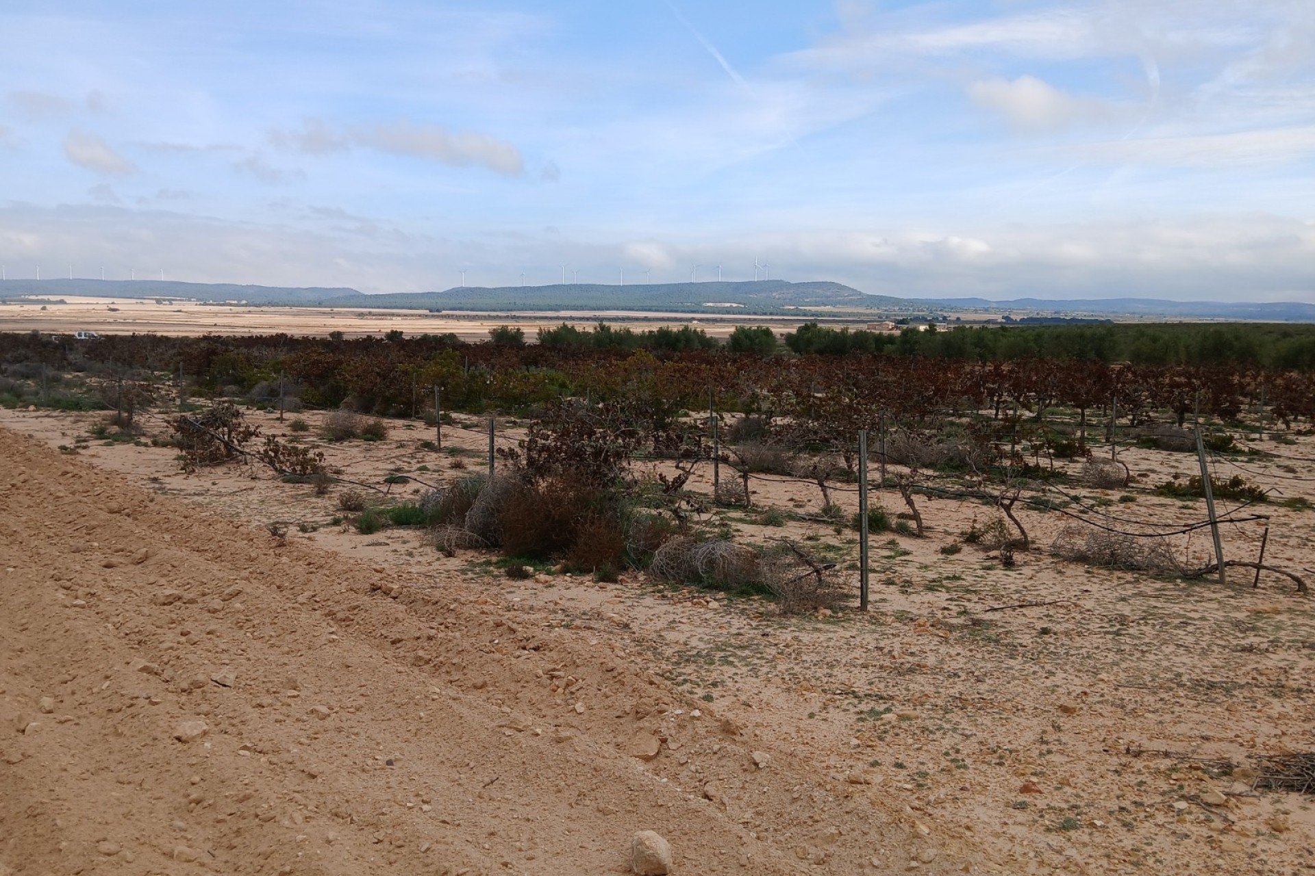 Revente - Parcelle Terrain -
Yecla