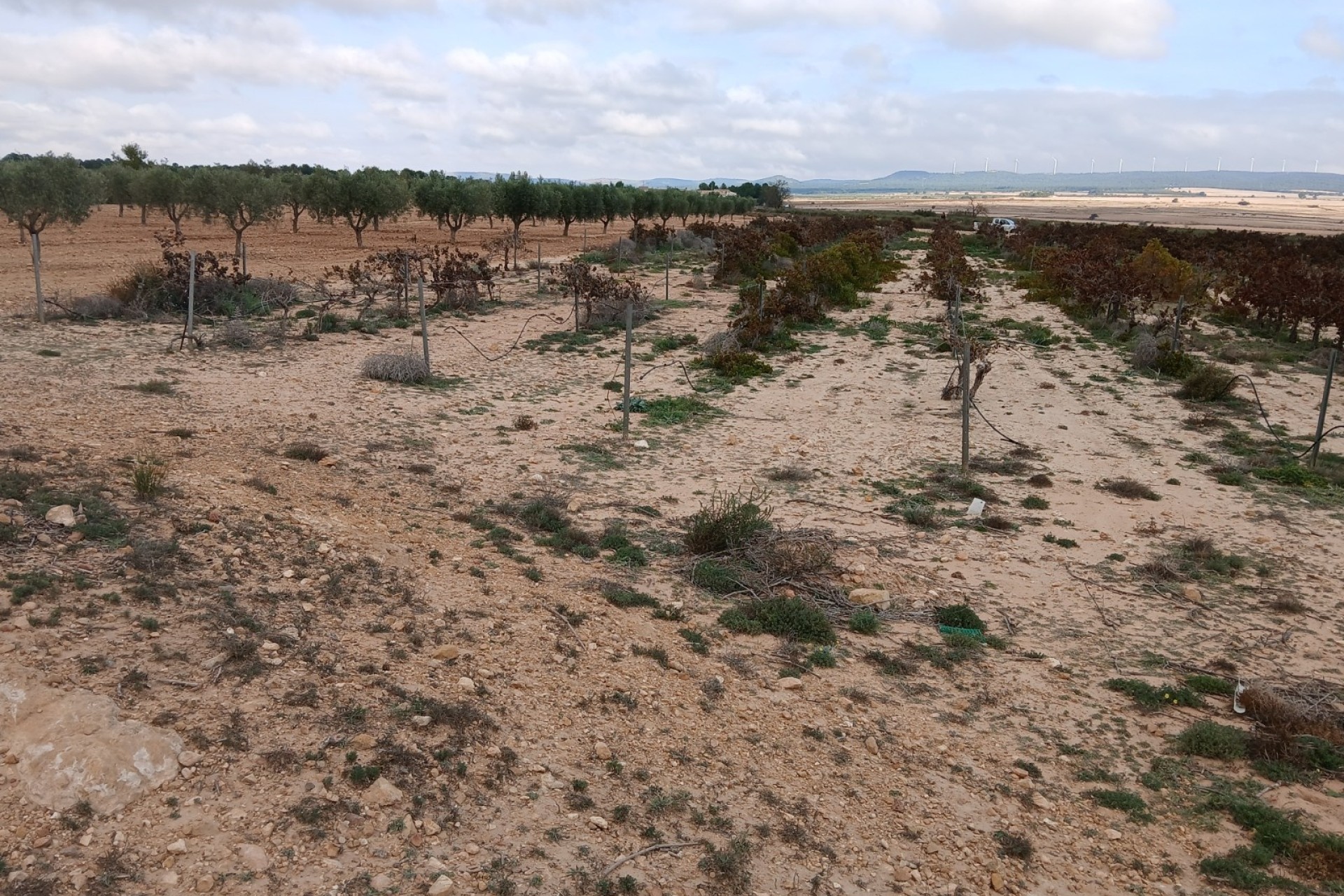 Revente - Parcelle Terrain -
Yecla