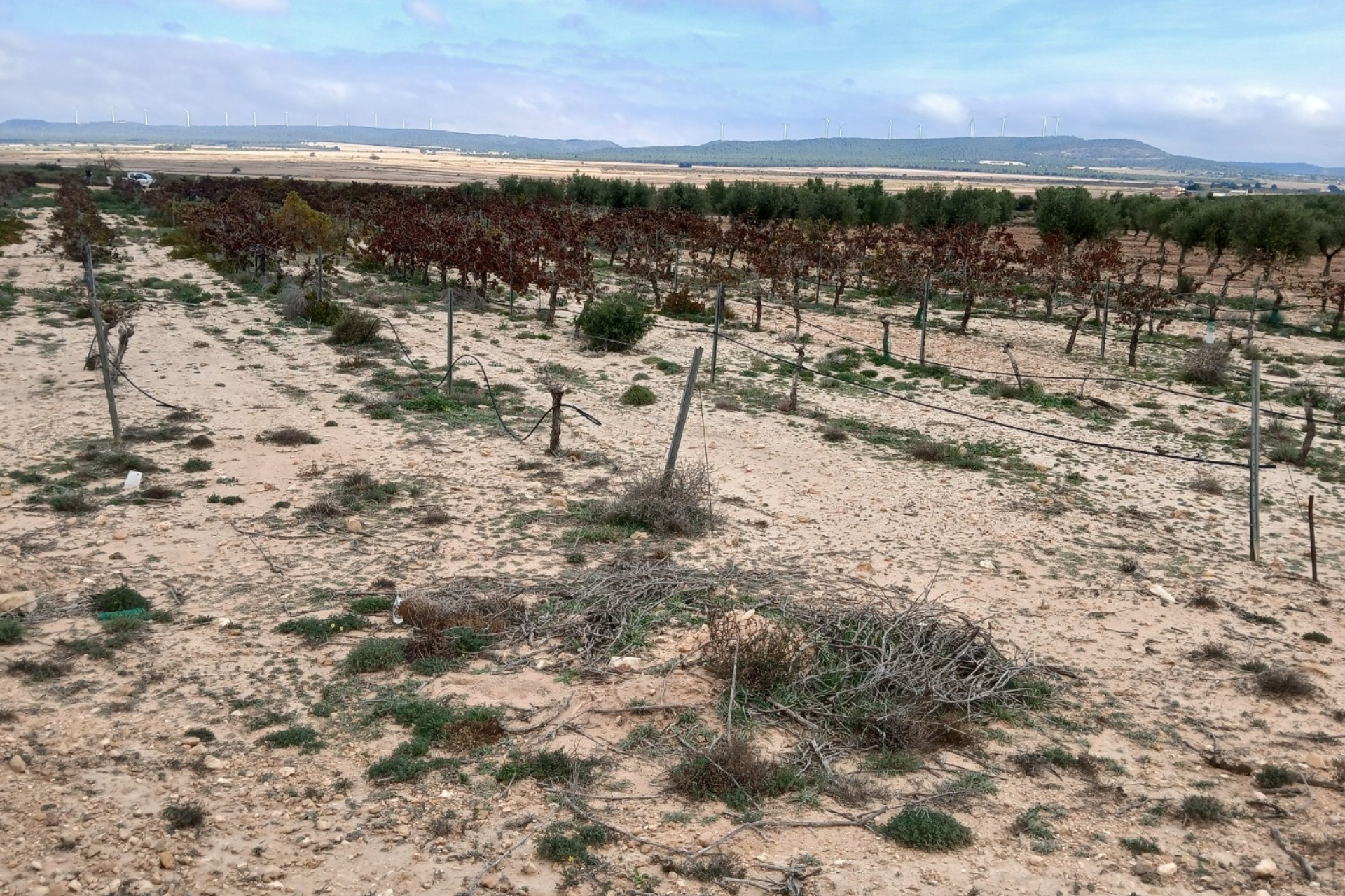 Revente - Parcelle Terrain -
Yecla