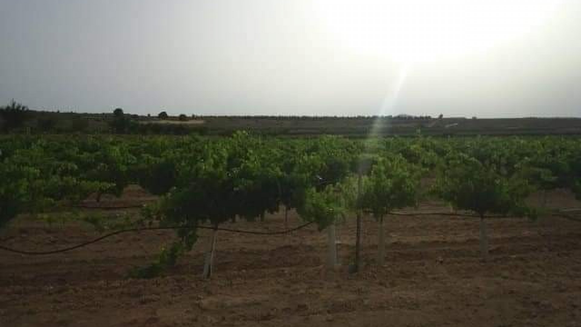 Revente - Parcelle Terrain -
Yecla