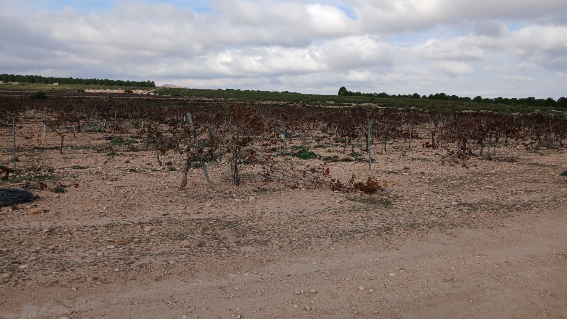 Revente - Parcelle Terrain -
Yecla