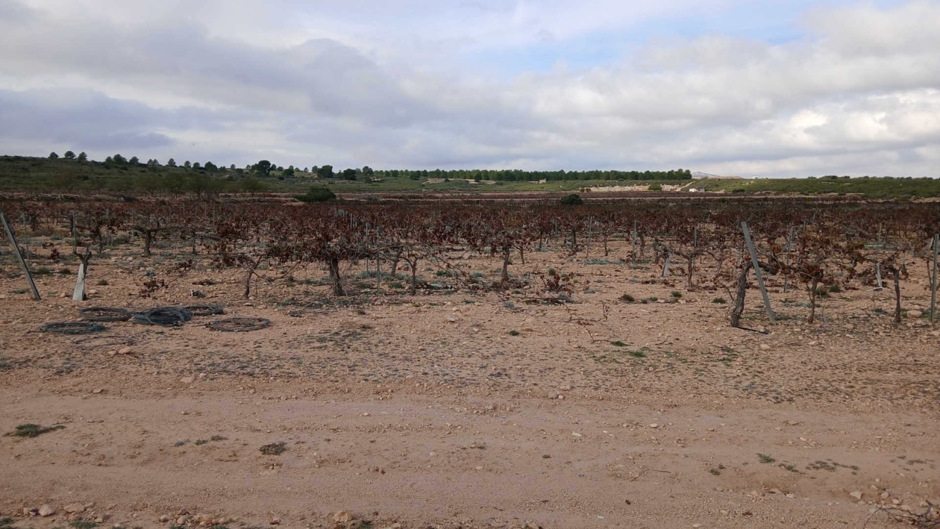 Revente - Parcelle Terrain -
Yecla