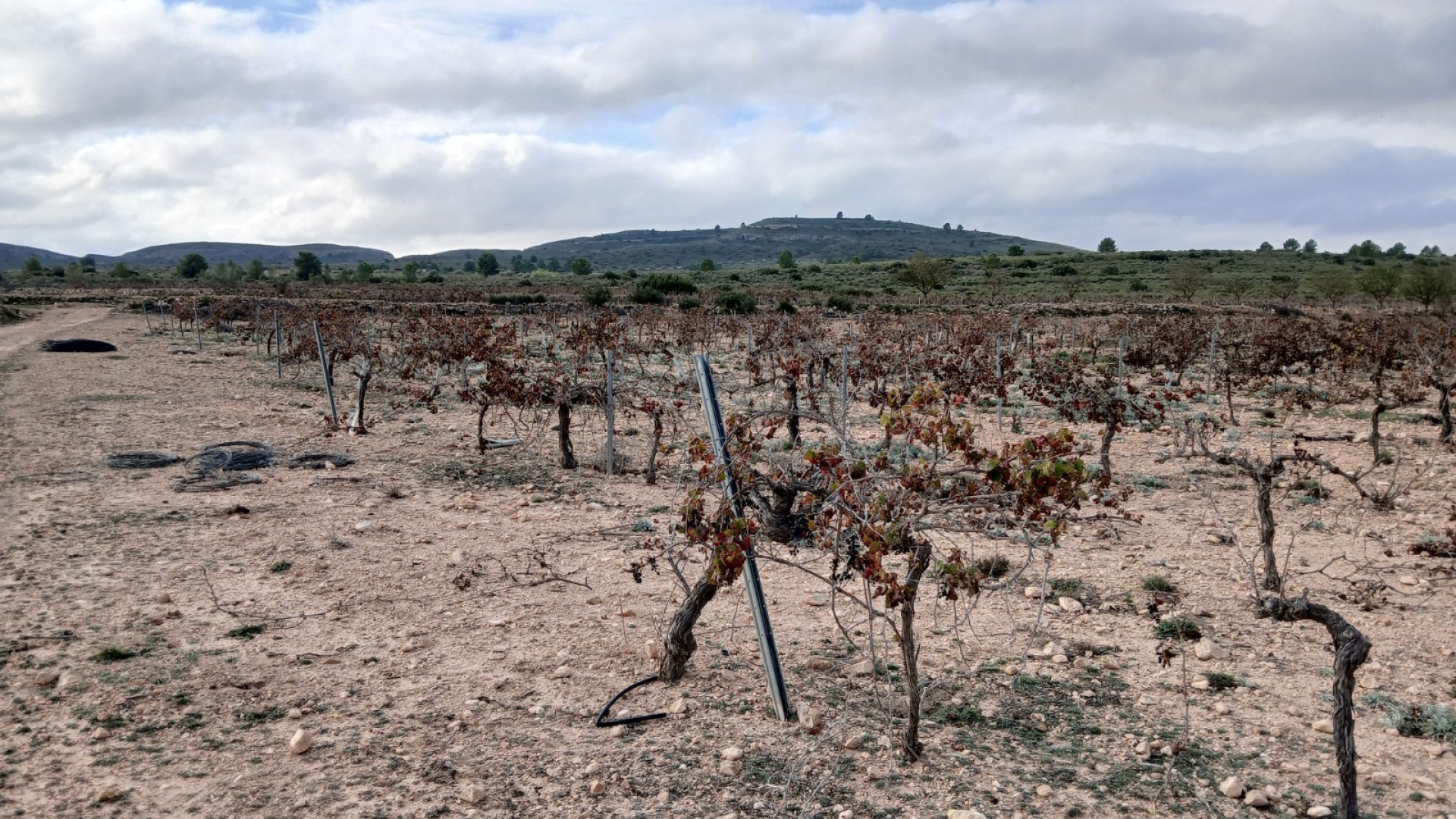 Revente - Parcelle Terrain -
Yecla