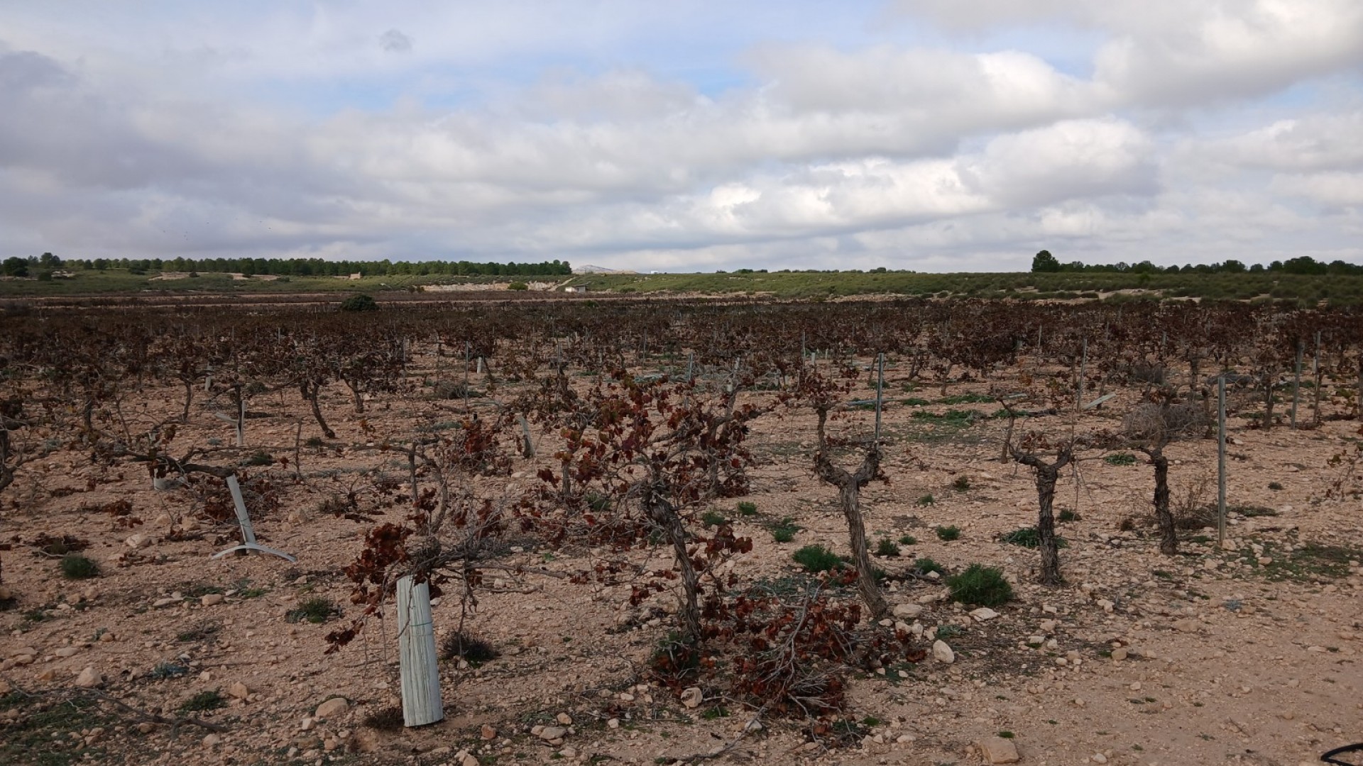 Revente - Parcelle Terrain -
Yecla