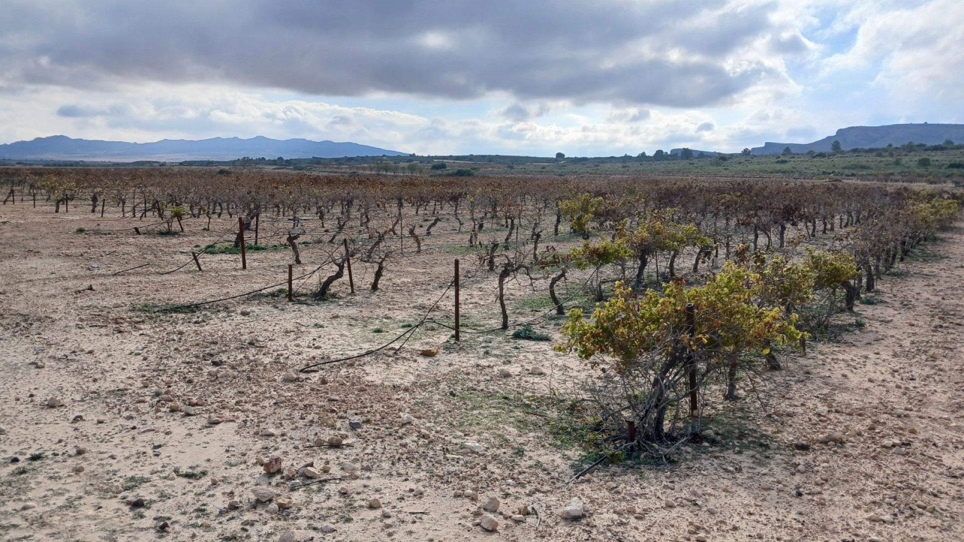 Revente - Parcelle Terrain -
Yecla