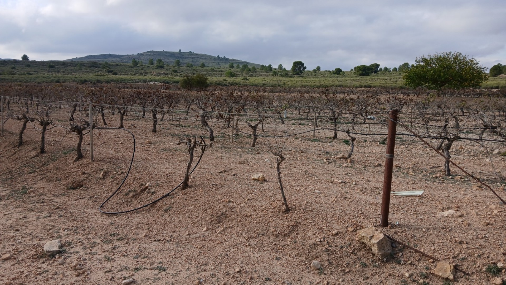 Revente - Parcelle Terrain -
Yecla