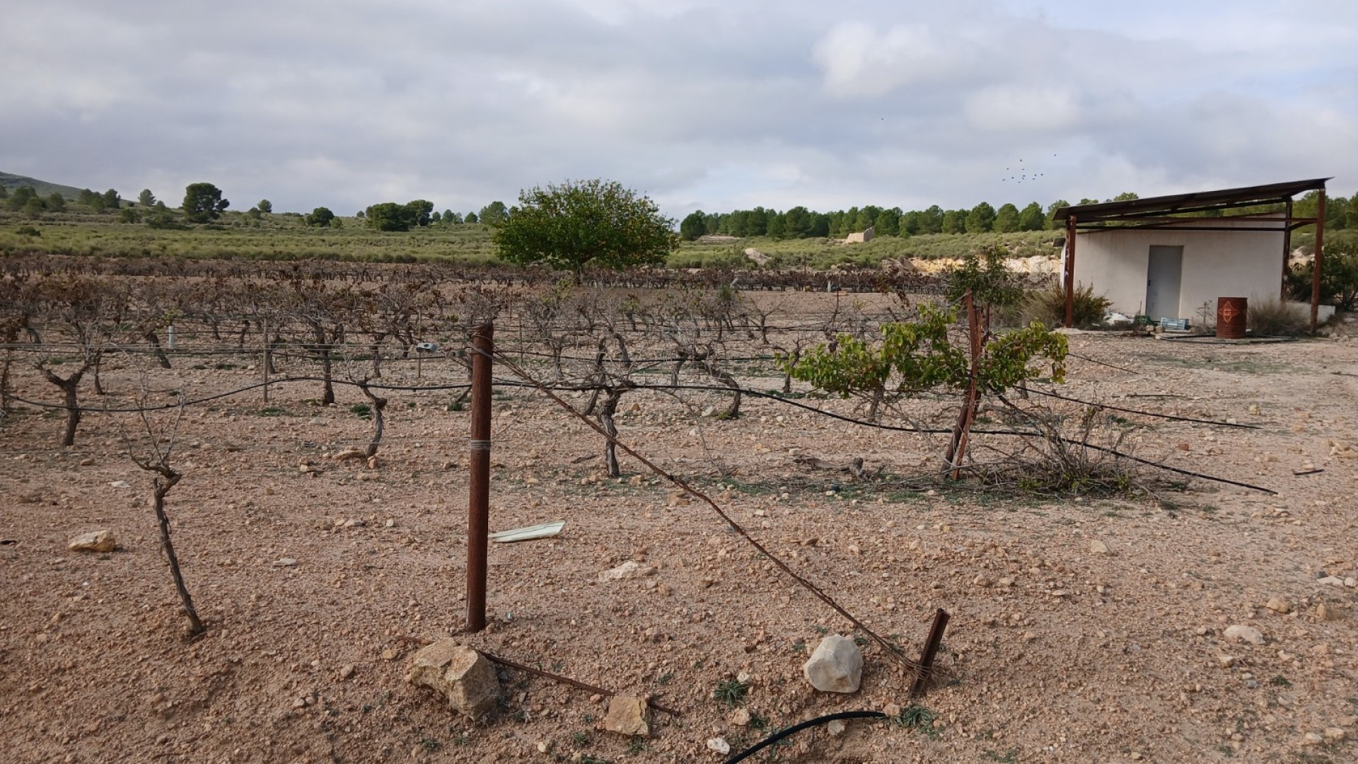Revente - Parcelle Terrain -
Yecla