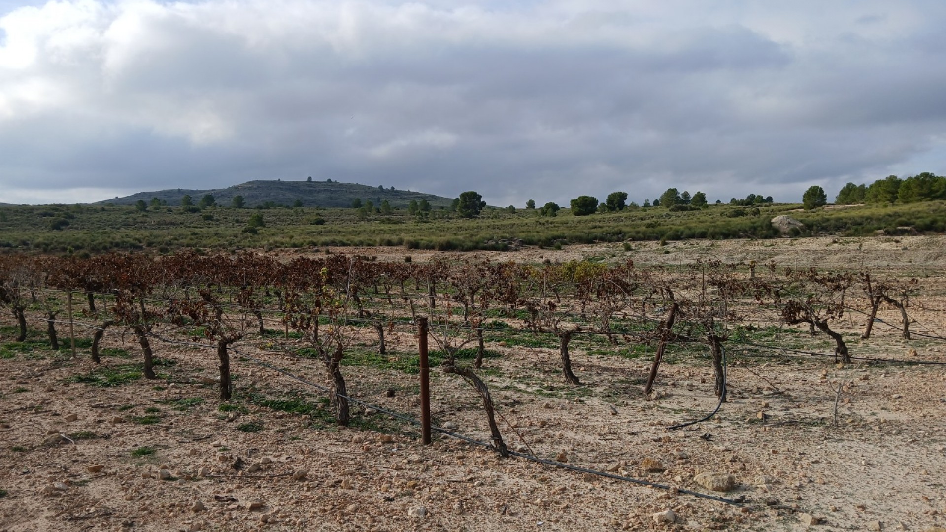 Revente - Parcelle Terrain -
Yecla