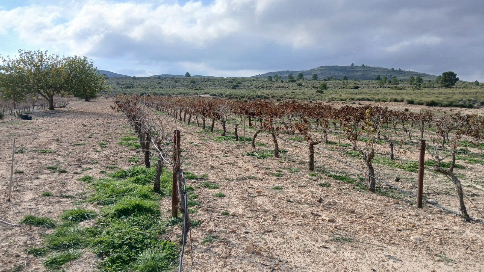 Revente - Parcelle Terrain -
Yecla