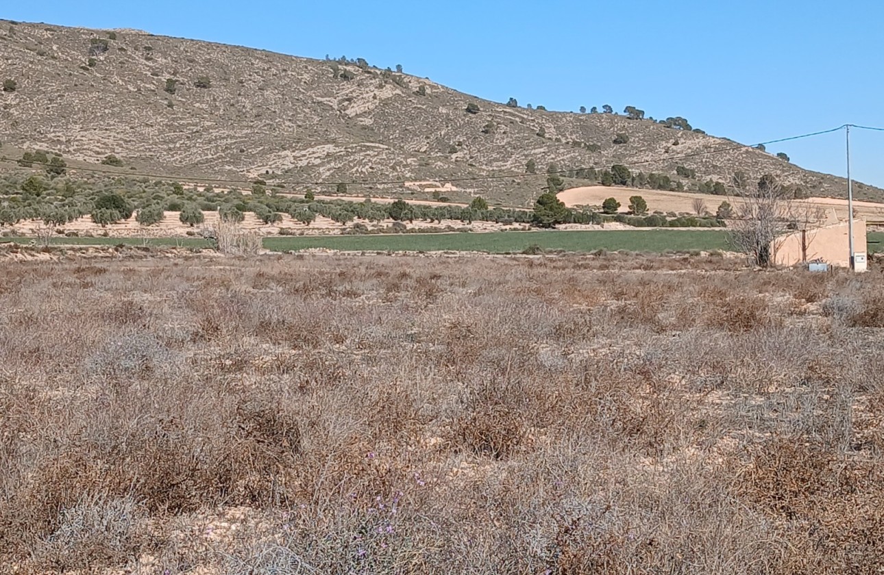 Revente - Parcelle Terrain -
Yecla