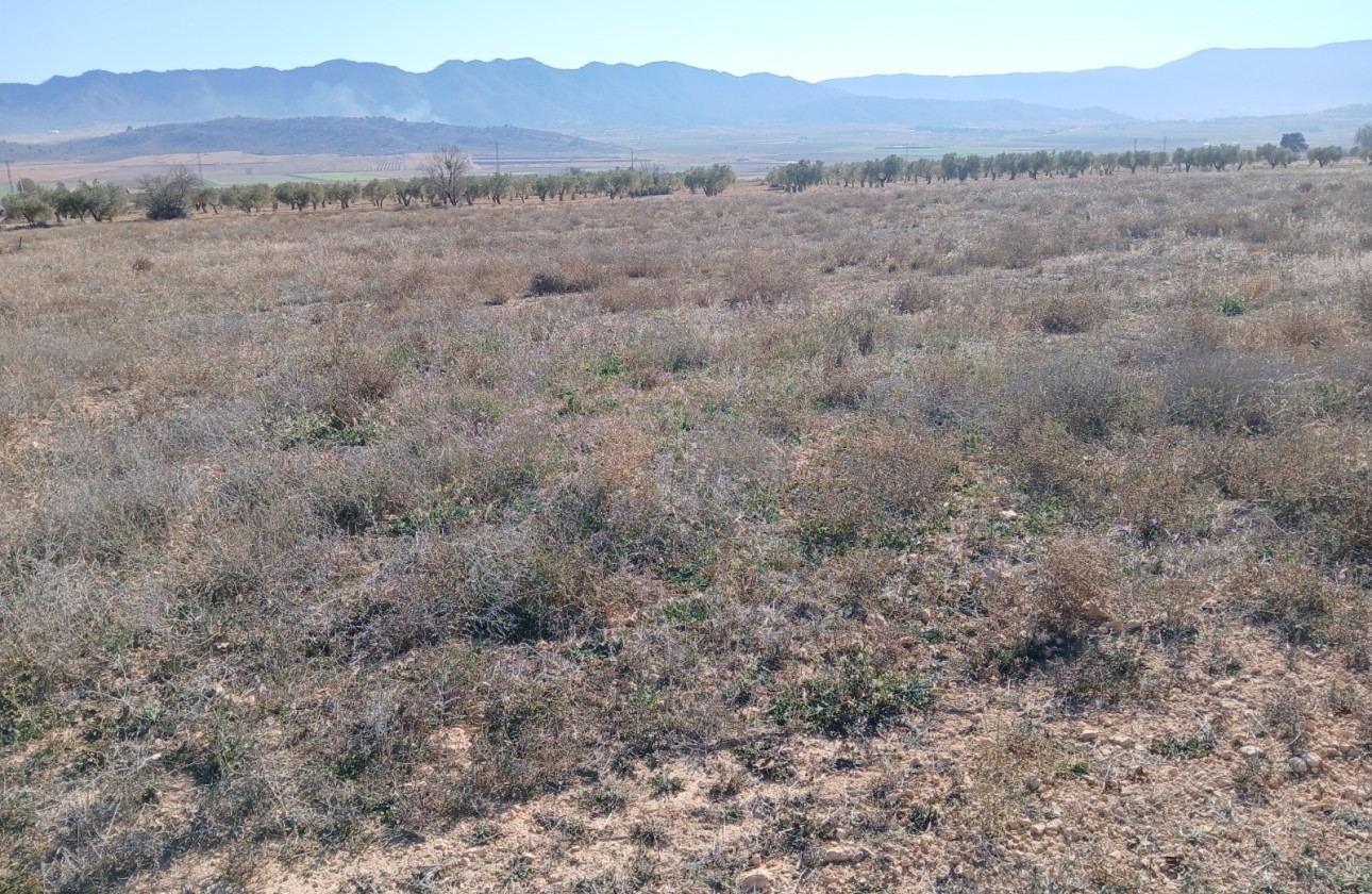 Revente - Parcelle Terrain -
Yecla